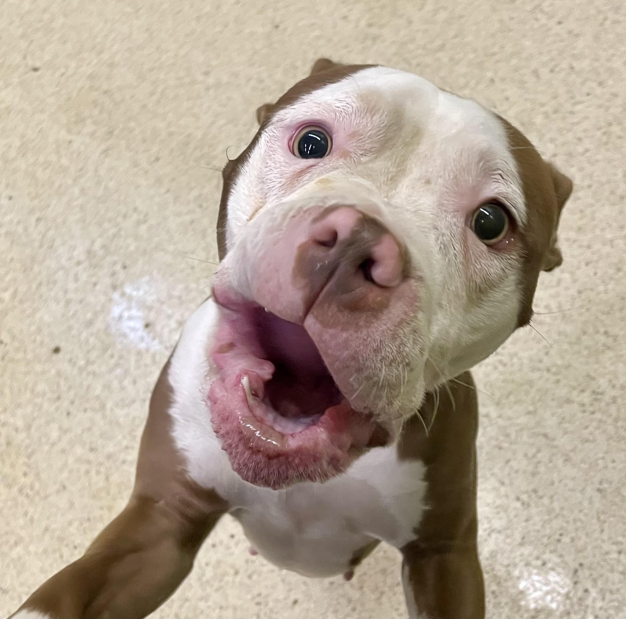 Enlarge Sweet Pea, an adoptable American Bulldog in Muncie, IN image 3/6