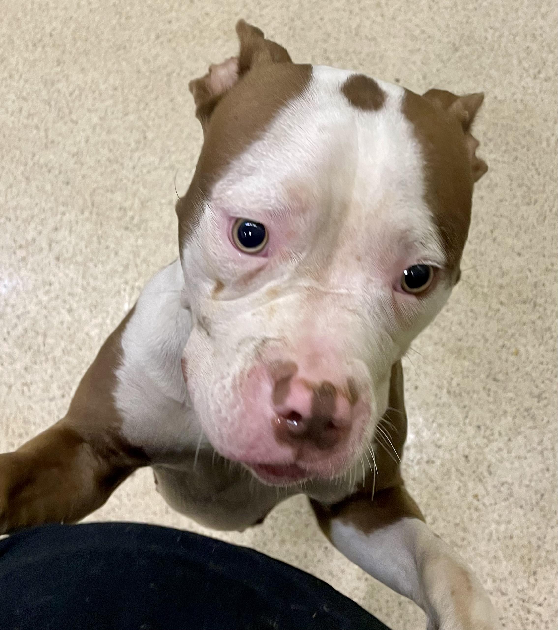 Enlarge Sweet Pea, an adoptable American Bulldog in Muncie, IN image 4/6