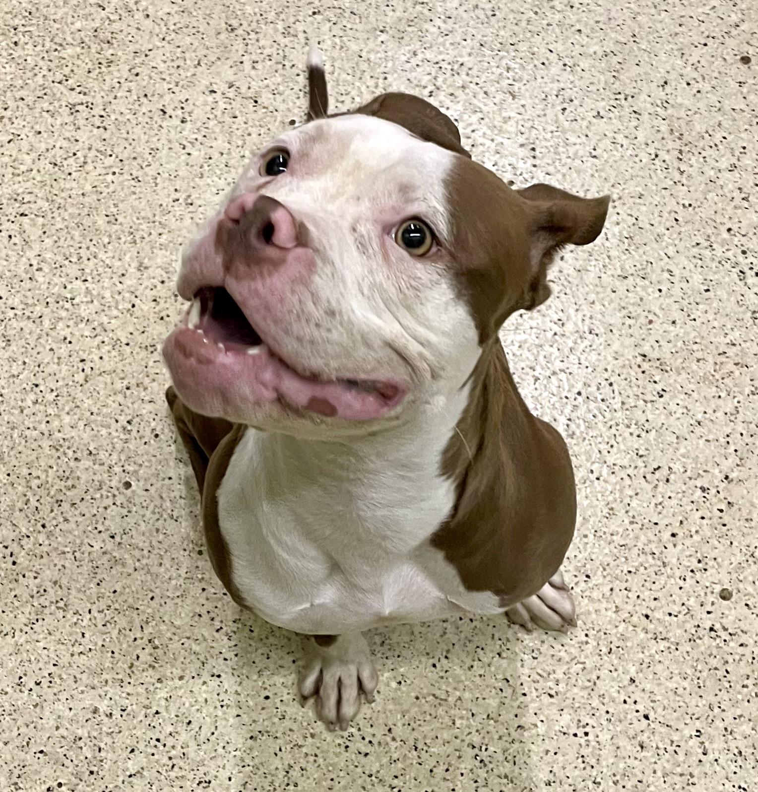 Enlarge Sweet Pea, an adoptable American Bulldog in Muncie, IN image 5/6