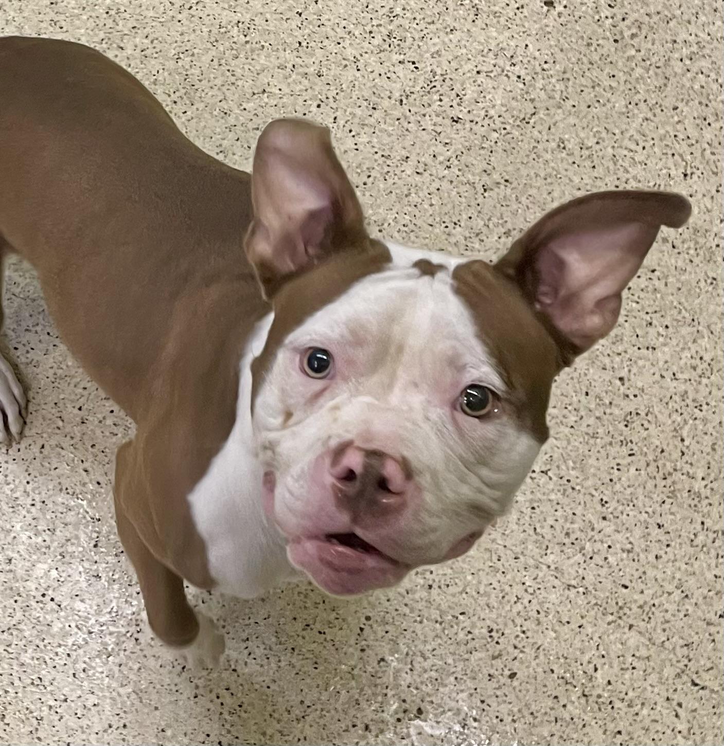 Enlarge Sweet Pea, an adoptable American Bulldog in Muncie, IN image 6/6