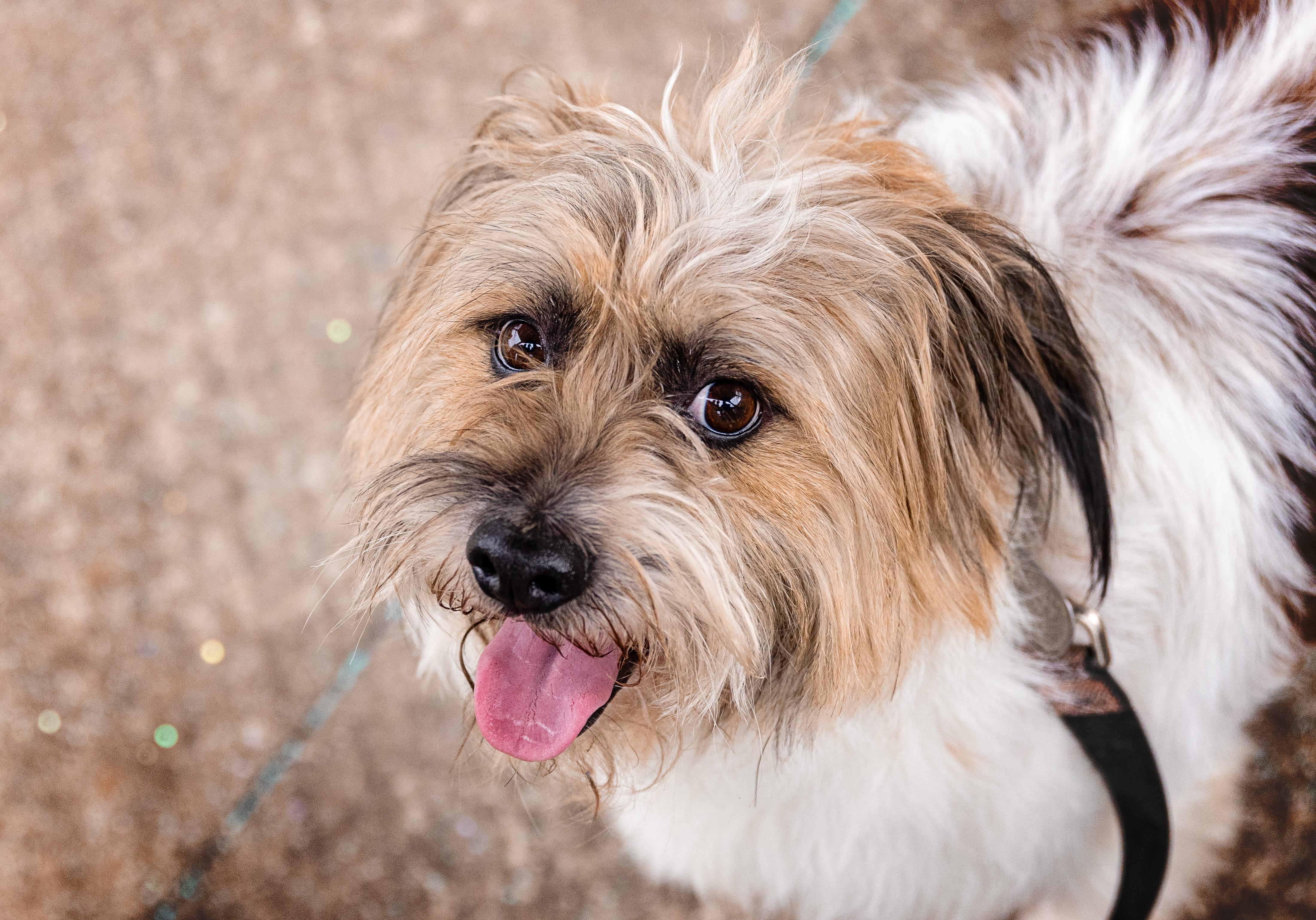 Enlarge Cheeto, a Adoptable Mixed Breed in Elwood, IL image 1/3