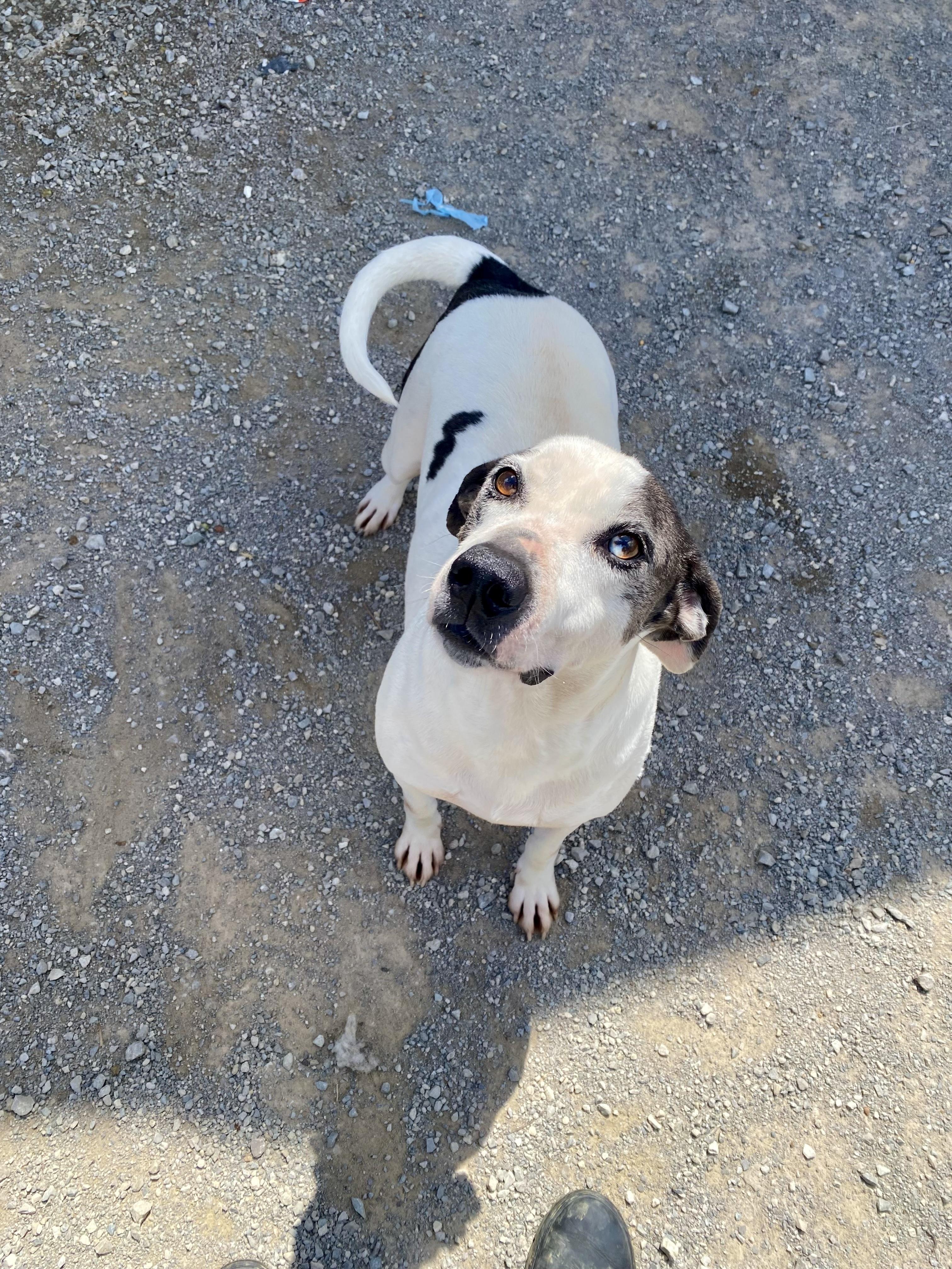 Alfred, Adult Male Catahoula Leopard Dog