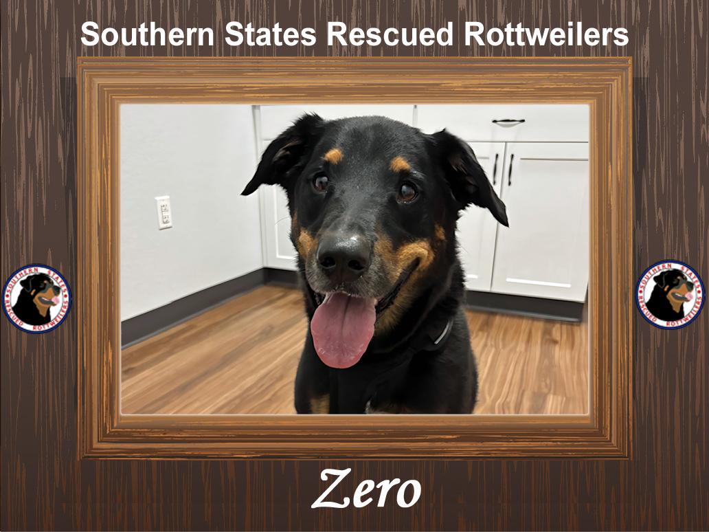 Zero, Adoptable, Young Male Rottweiler.