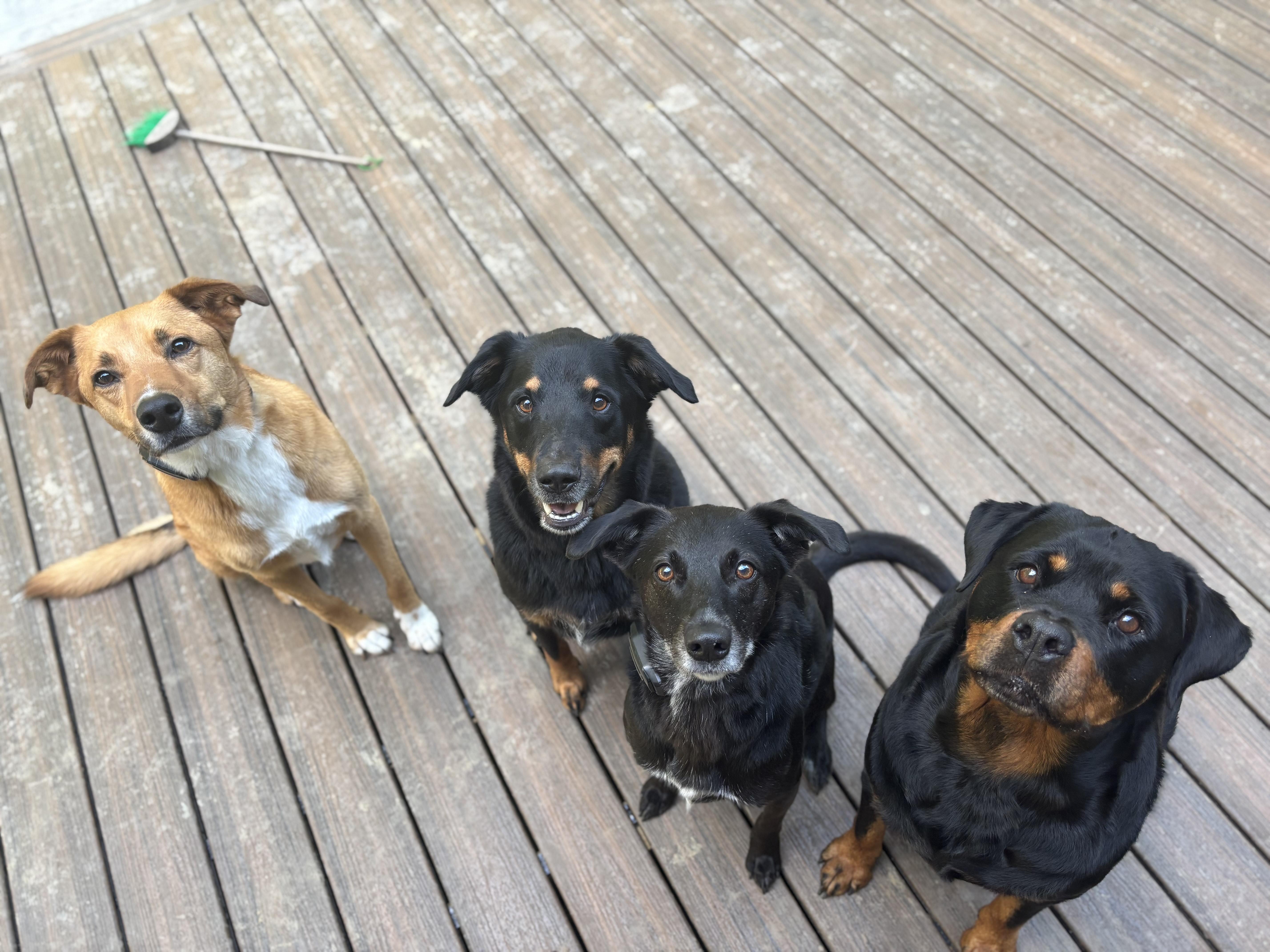 Enlarge Zero, a Adoptable mixed breed in Suffolk, VA image 2/6