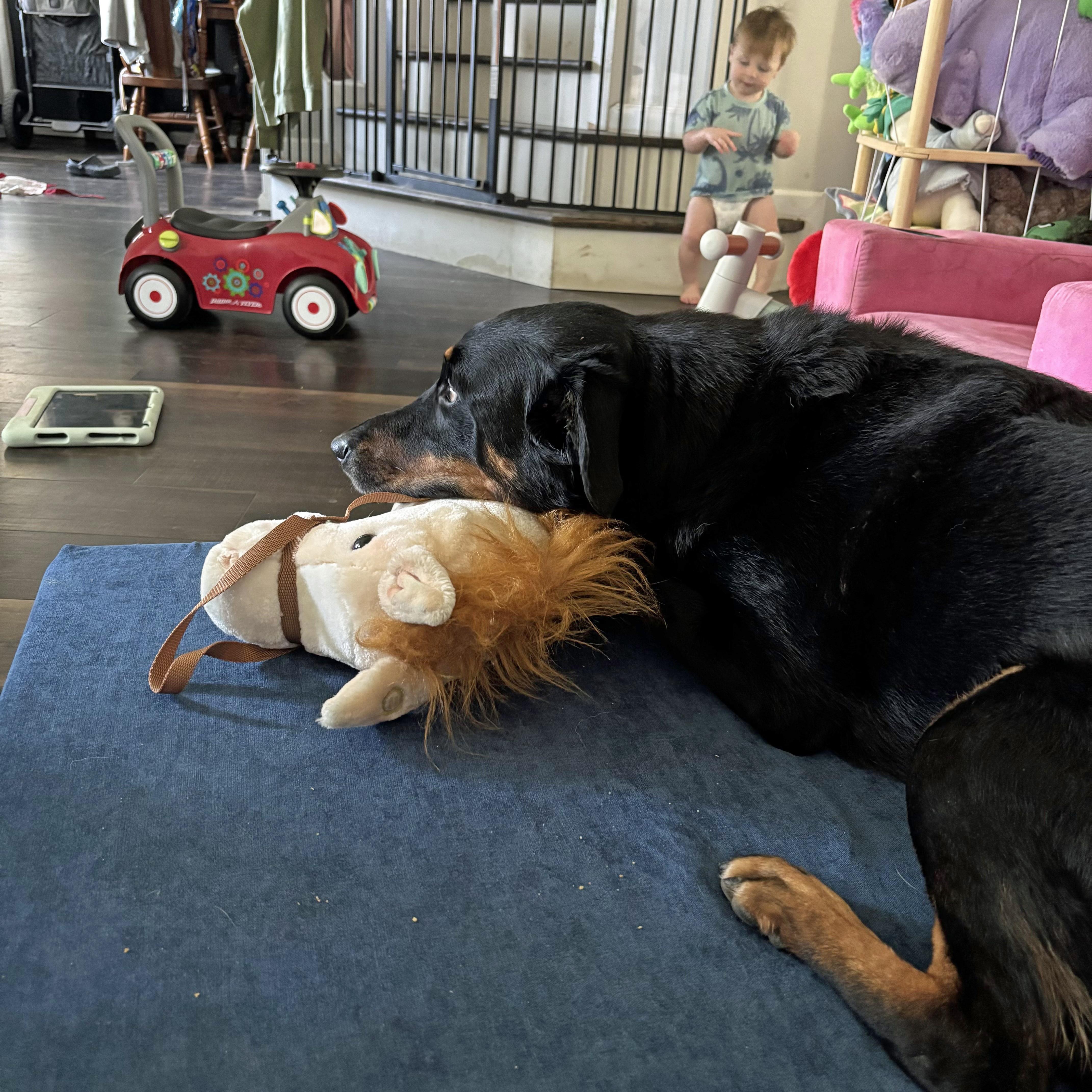 Enlarge Zero, a Adoptable mixed breed in Suffolk, VA image 3/6