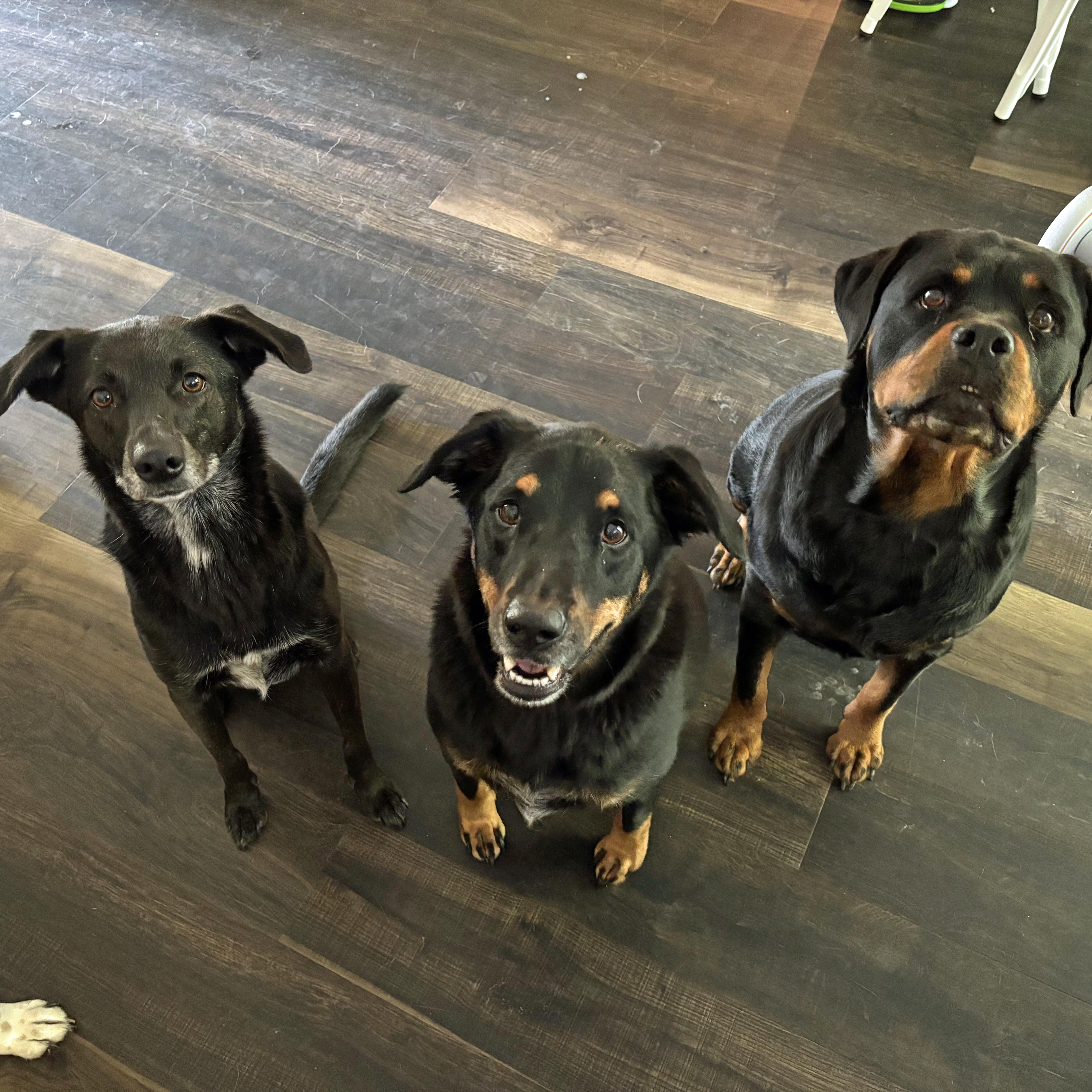 Enlarge Zero, a Adoptable mixed breed in Suffolk, VA image 4/6