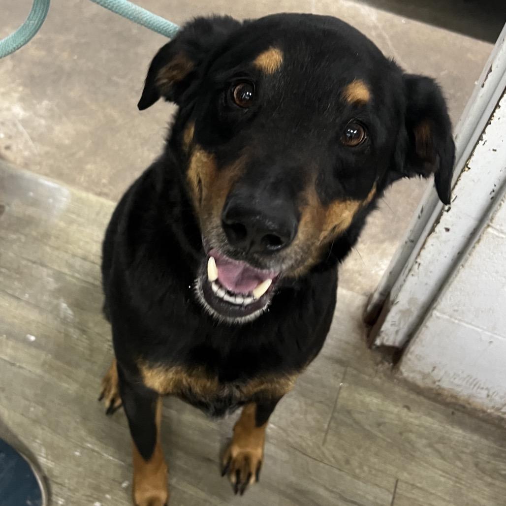 Enlarge Zero, a Adoptable mixed breed in Suffolk, VA image 5/6