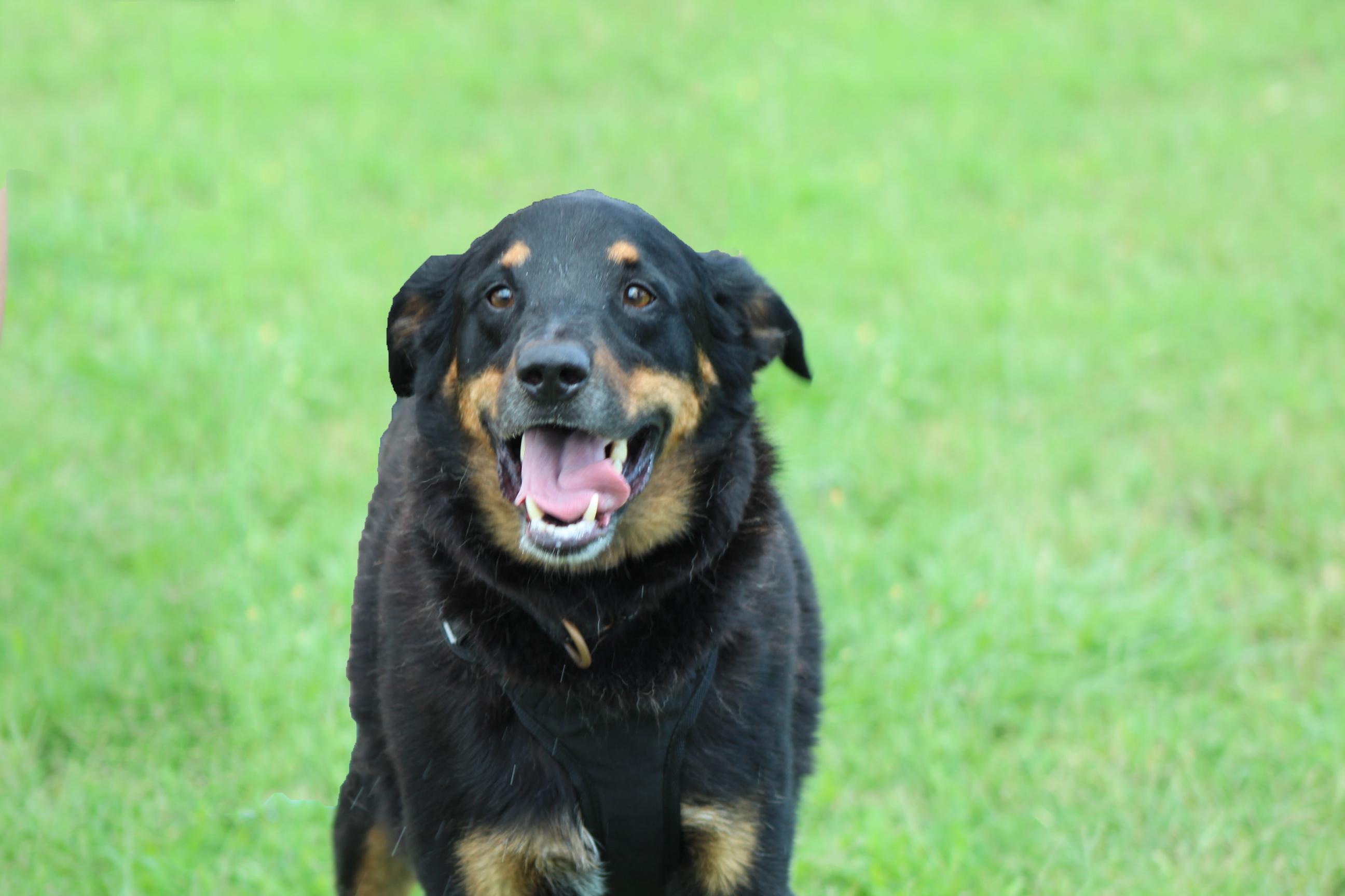 Enlarge Zero, a Adoptable mixed breed in Suffolk, VA image 6/6