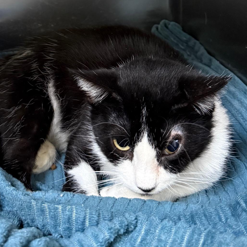 Mama Bugolgi, Adoptable, Adult Female Domestic Short Hair.