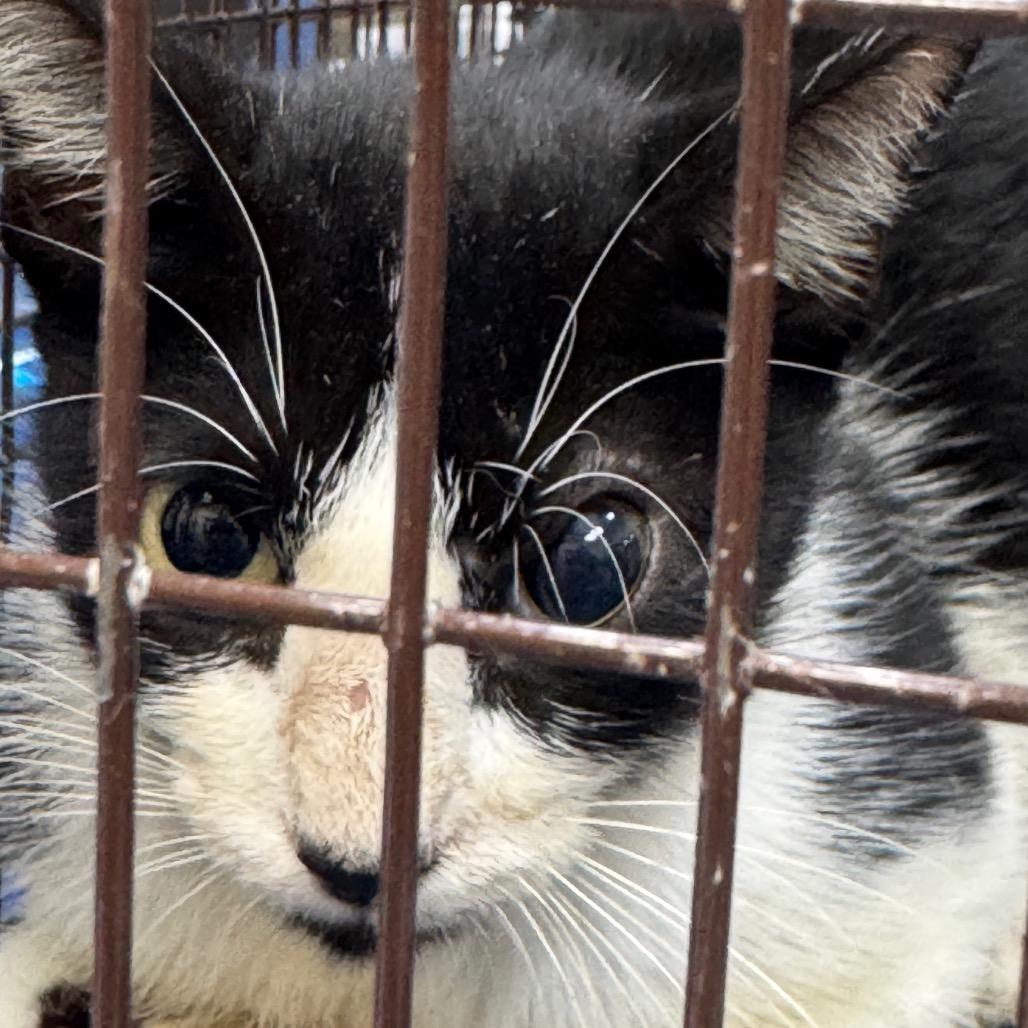 Enlarge Mama Bugolgi, a Adoptable Domestic Short Hair in Webster, TX image 2/2