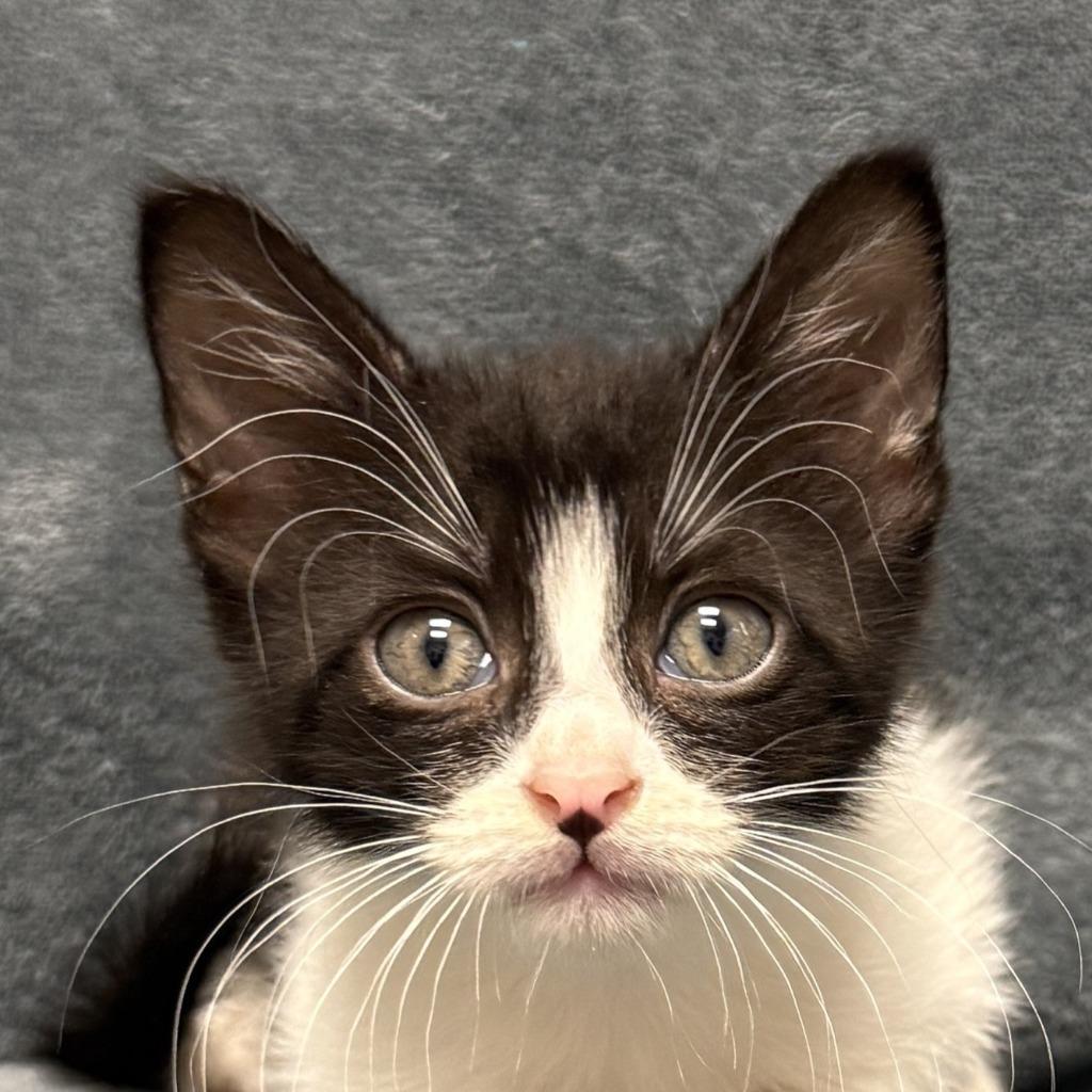 Zeke, Adoptable, Kitten Male Domestic Short Hair.