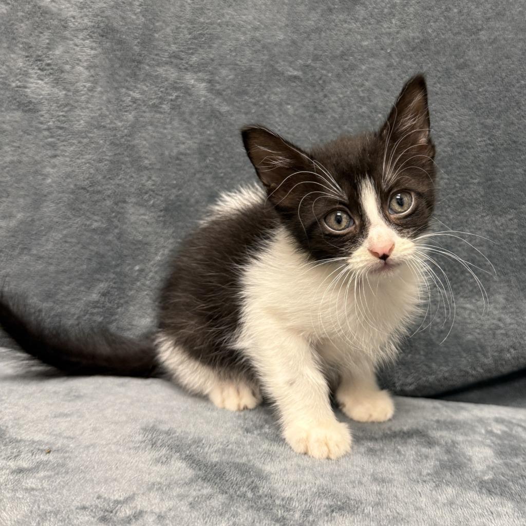Zeke, a Adoptable mixed breed in Brenham, TX image 5/6