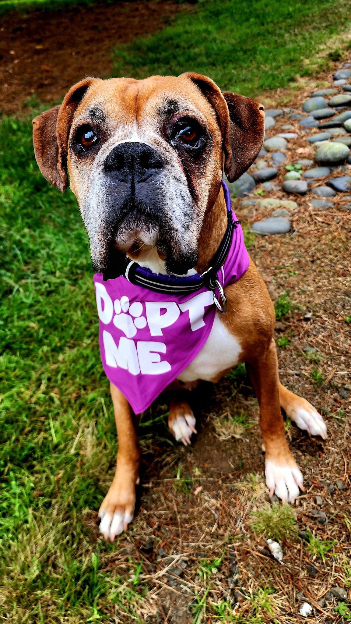 KJ, a Adoptable Boxer in Woodinville, WA image 1/2