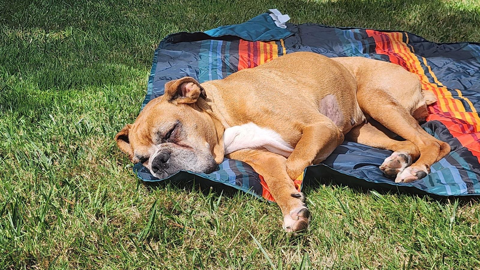 KJ, a Adoptable Boxer in Woodinville, WA image 2/2