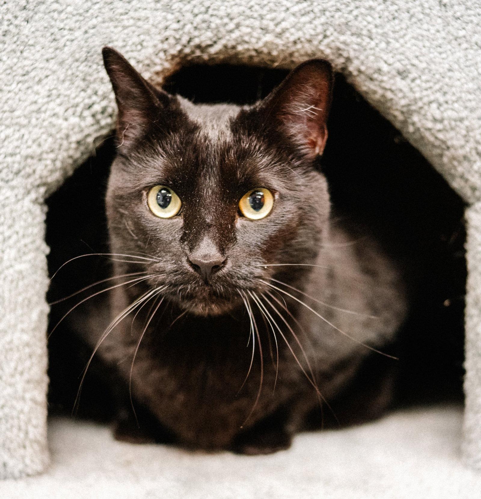 Kormi, Adoptable, Adult Male Domestic Short Hair.