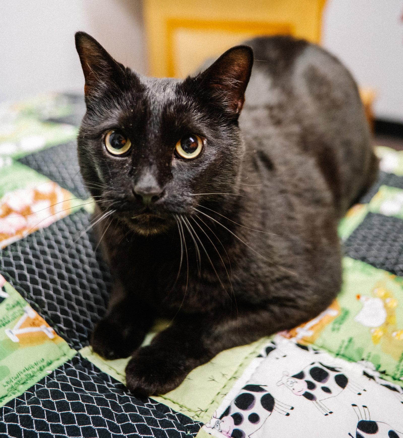 Enlarge Kormi, a Adoptable Domestic Short Hair in Shawnee, KS image 2/2