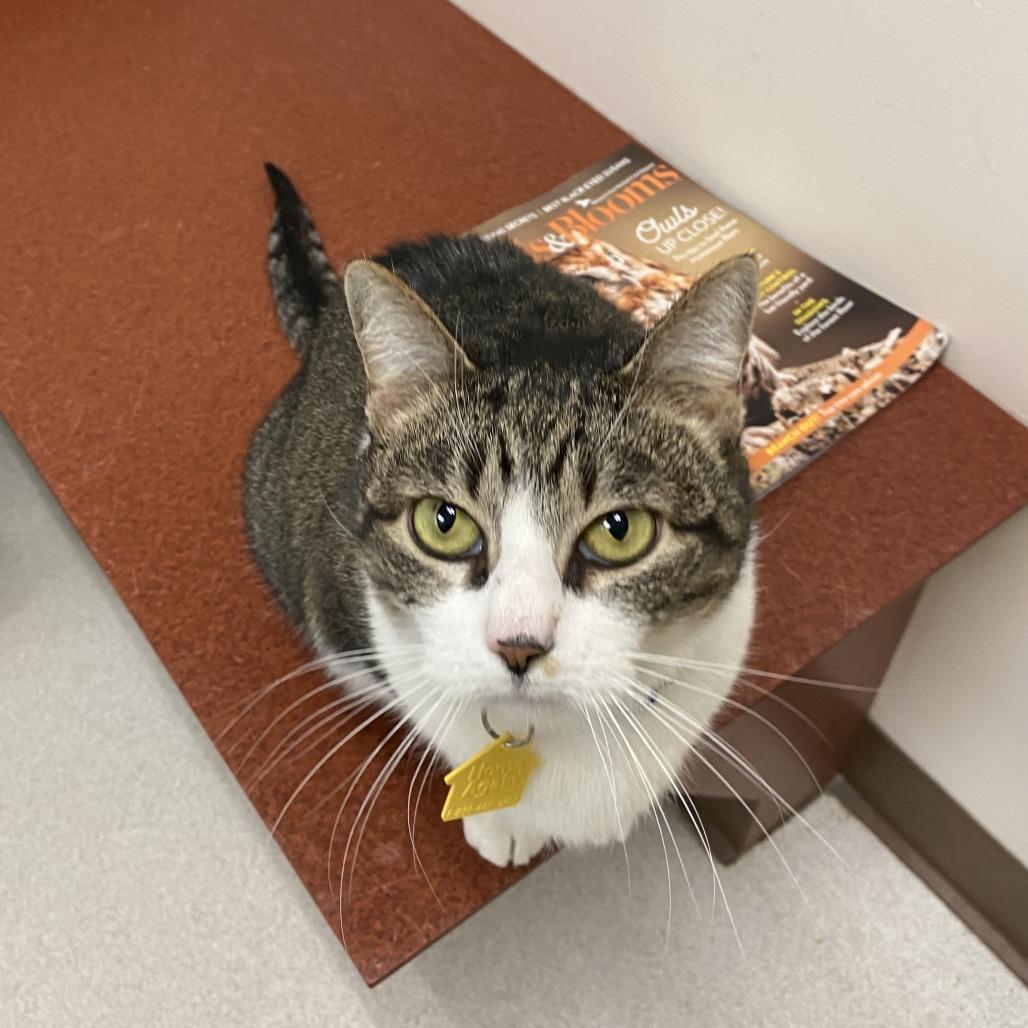 Callie-In foster-$99- See my Video!, Adoptable, Senior Female Domestic Short Hair.