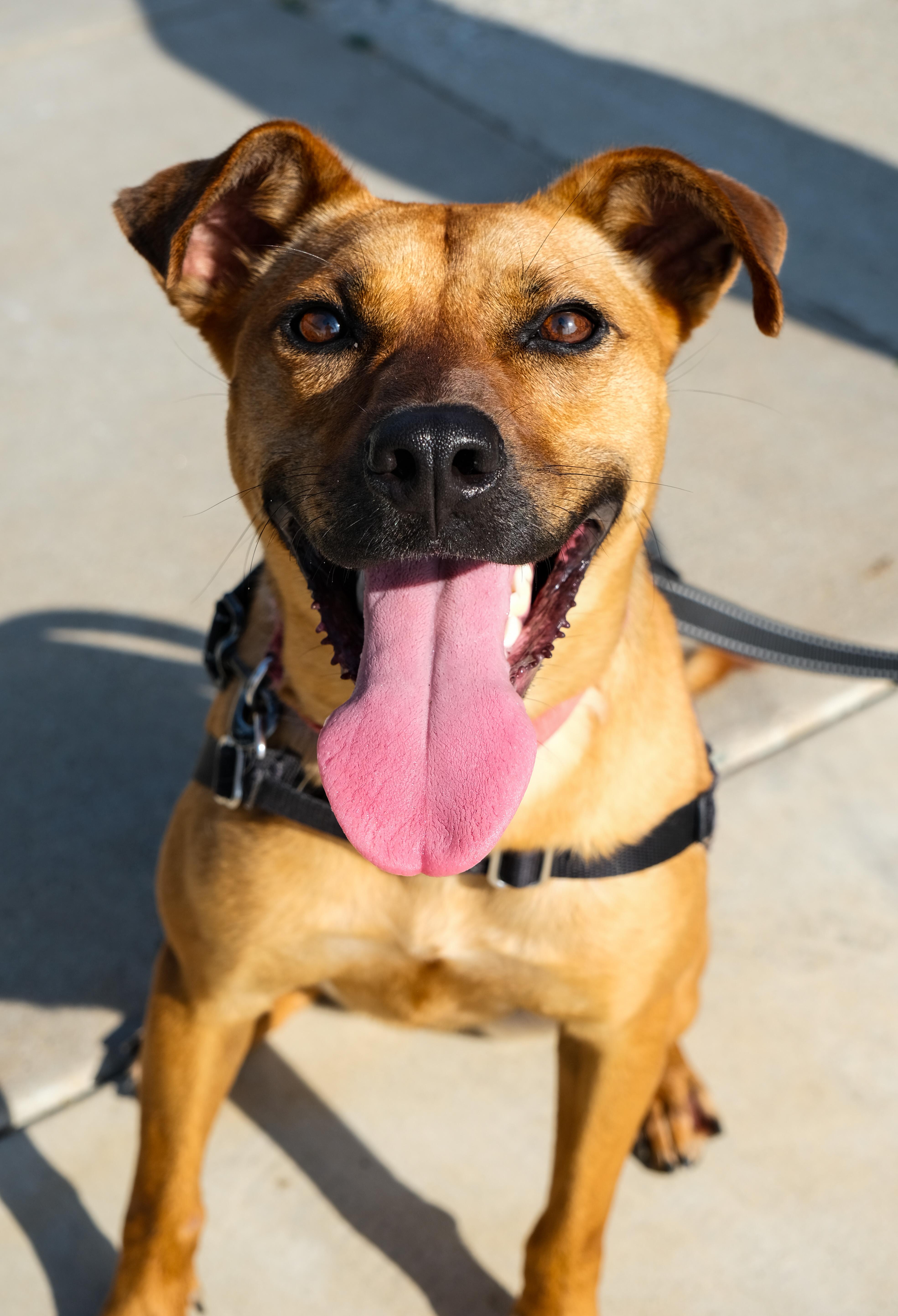 Enlarge Riley, a Adoptable mixed breed in Newport Beach, CA image 2/6