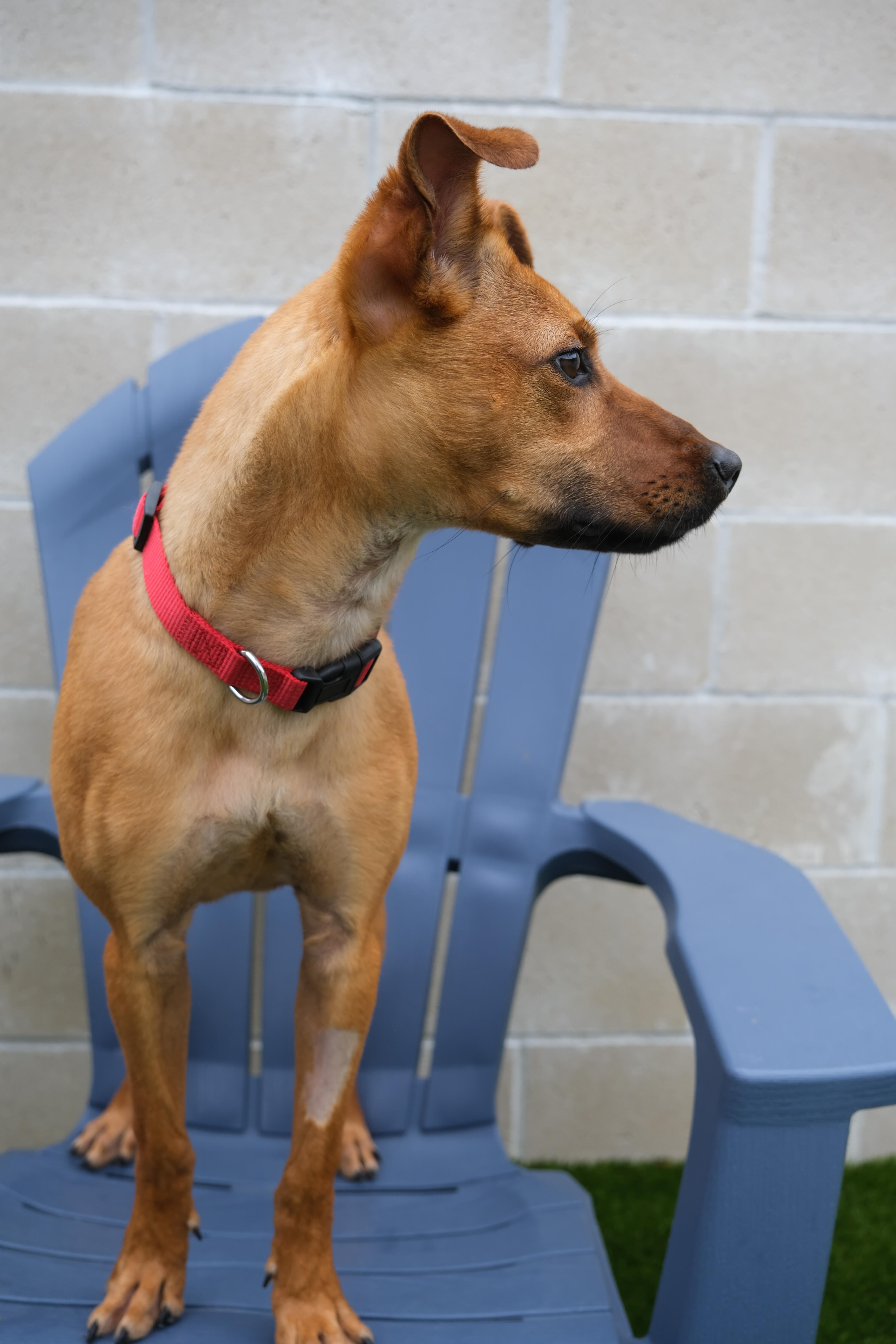 Riley, Adoptable, Young Female Mixed Breed.