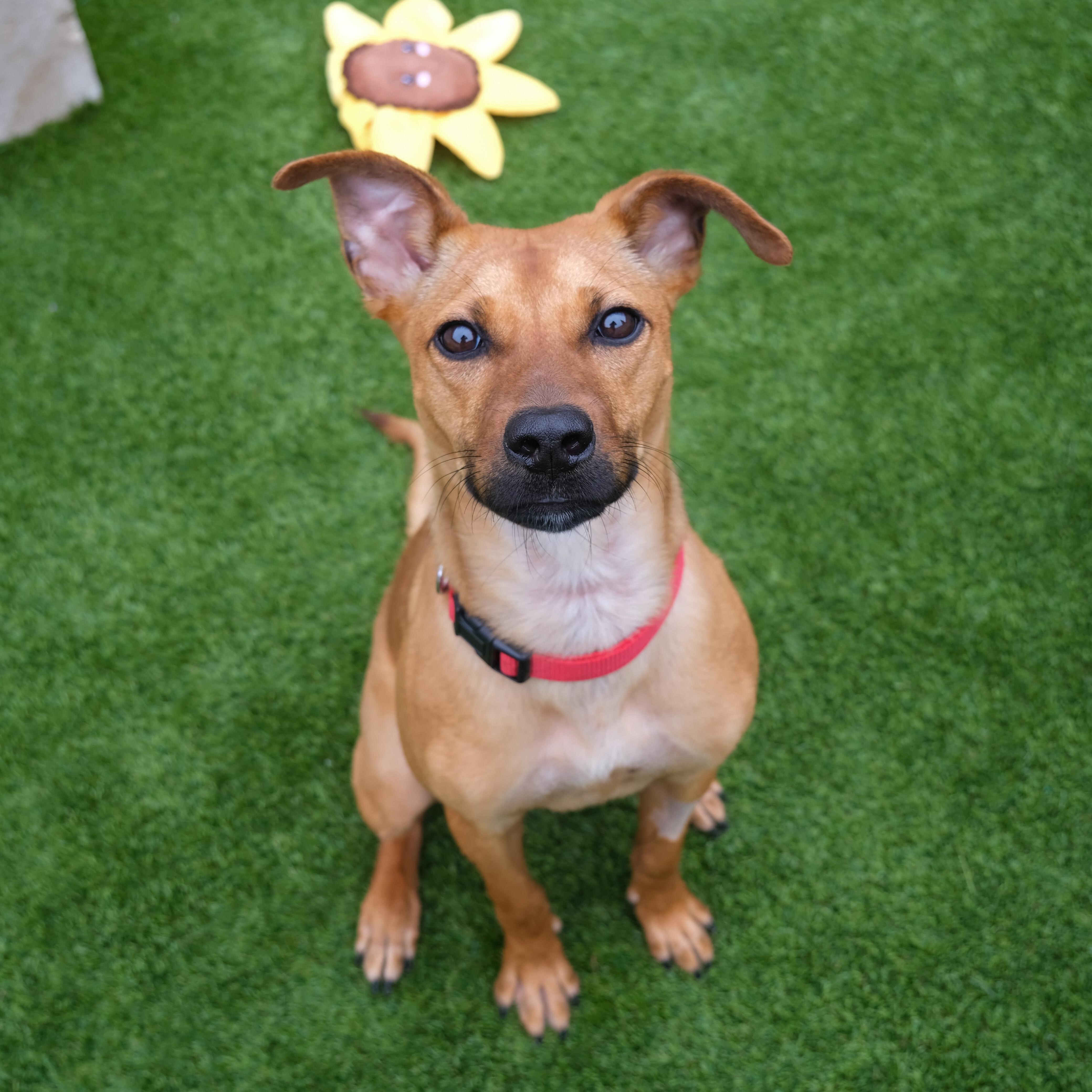 Enlarge Riley, a Adoptable mixed breed in Newport Beach, CA image 2/5