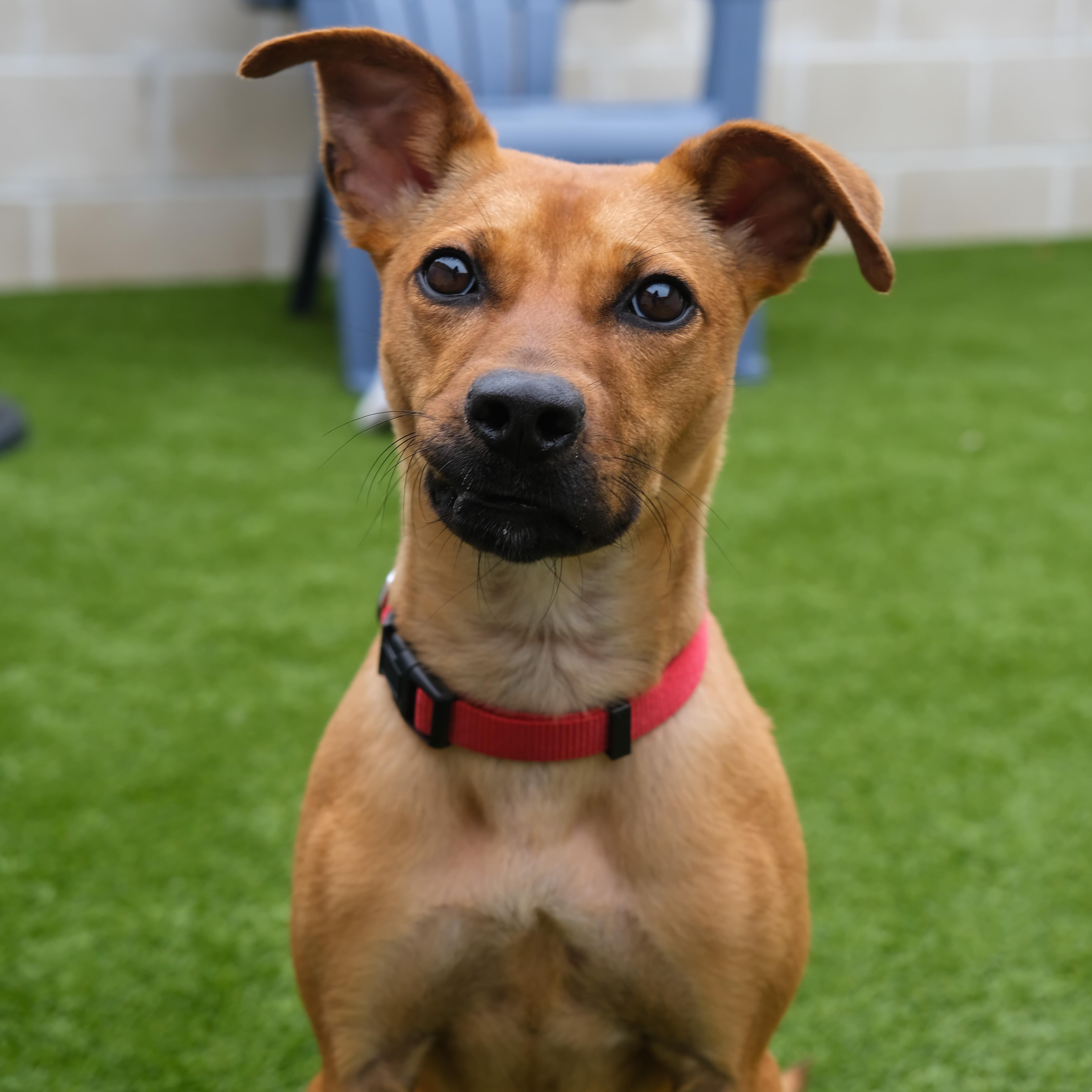 Riley, Adoptable, Young Female Mixed Breed.