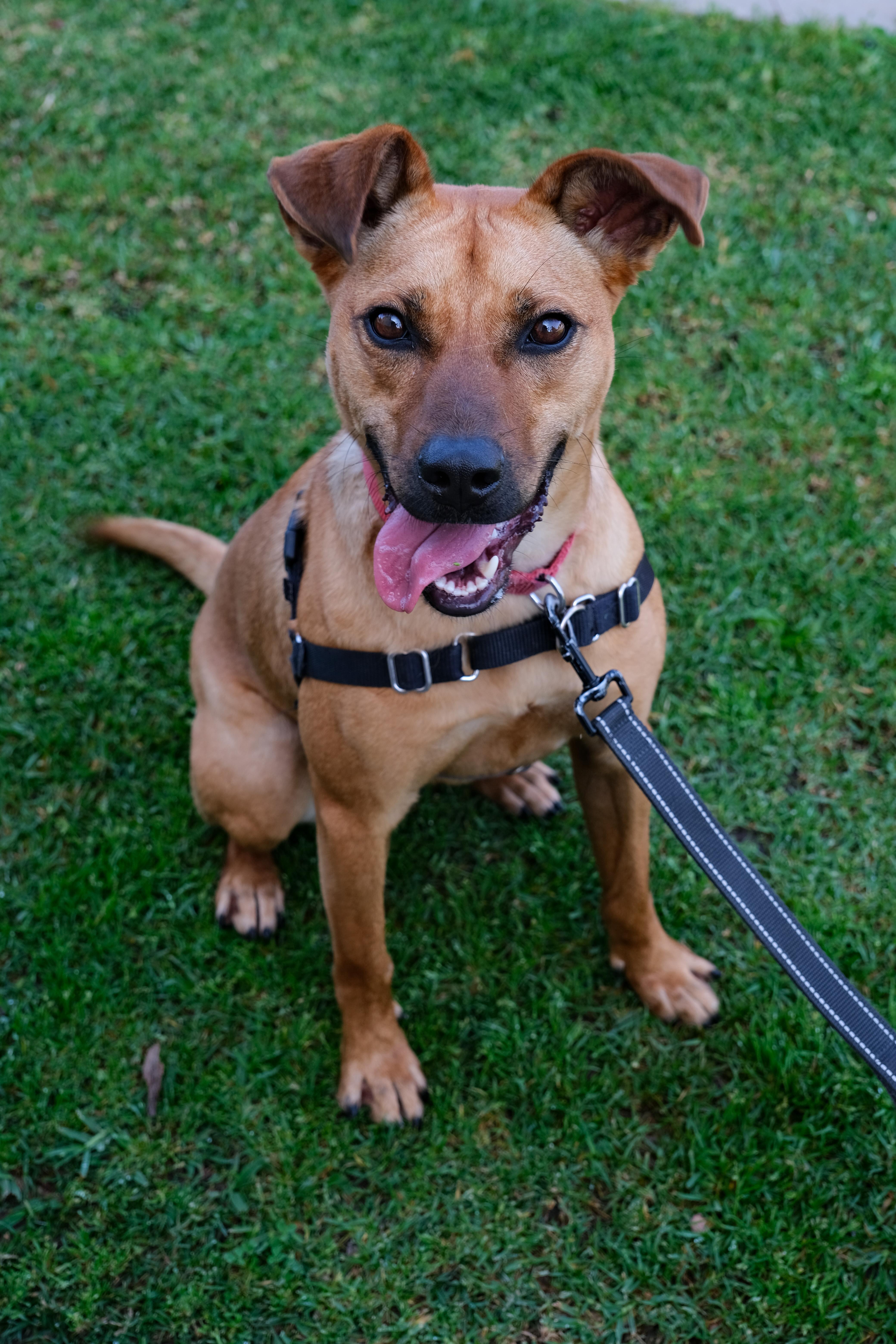 Enlarge Riley, a Adoptable mixed breed in Newport Beach, CA image 3/6