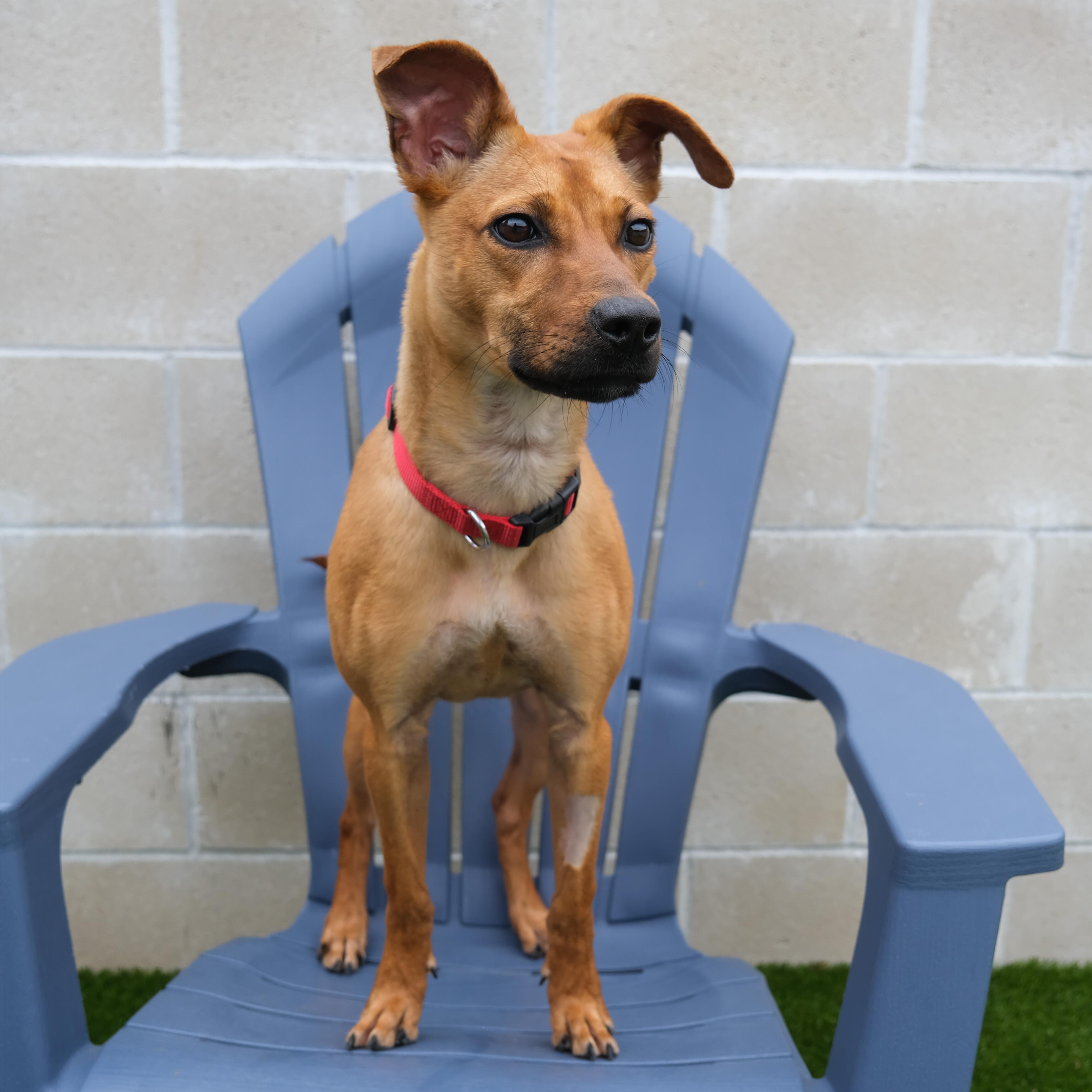 Enlarge Riley, a Adoptable mixed breed in Newport Beach, CA image 5/5