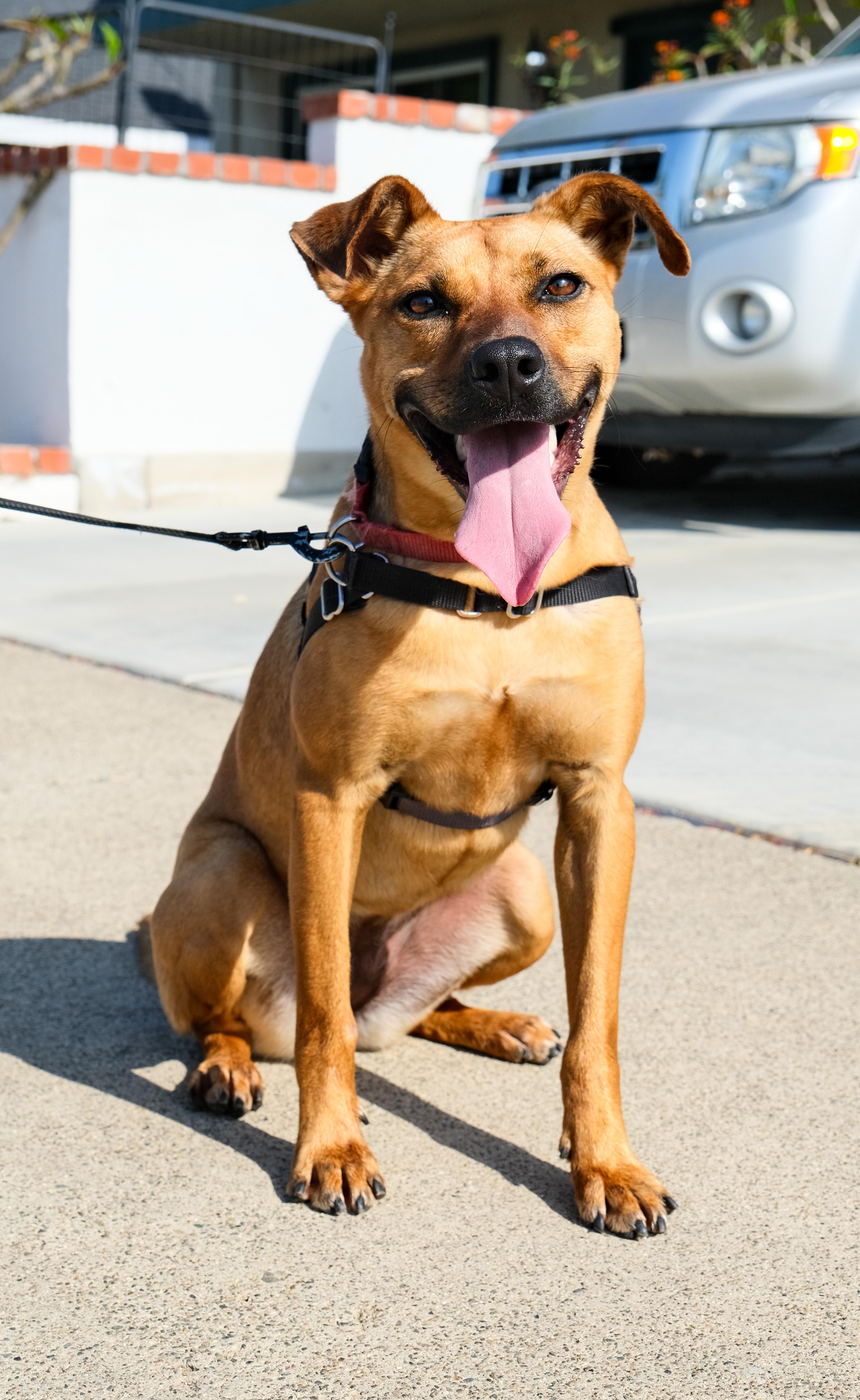 Enlarge Riley, a Adoptable mixed breed in Newport Beach, CA image 1/6
