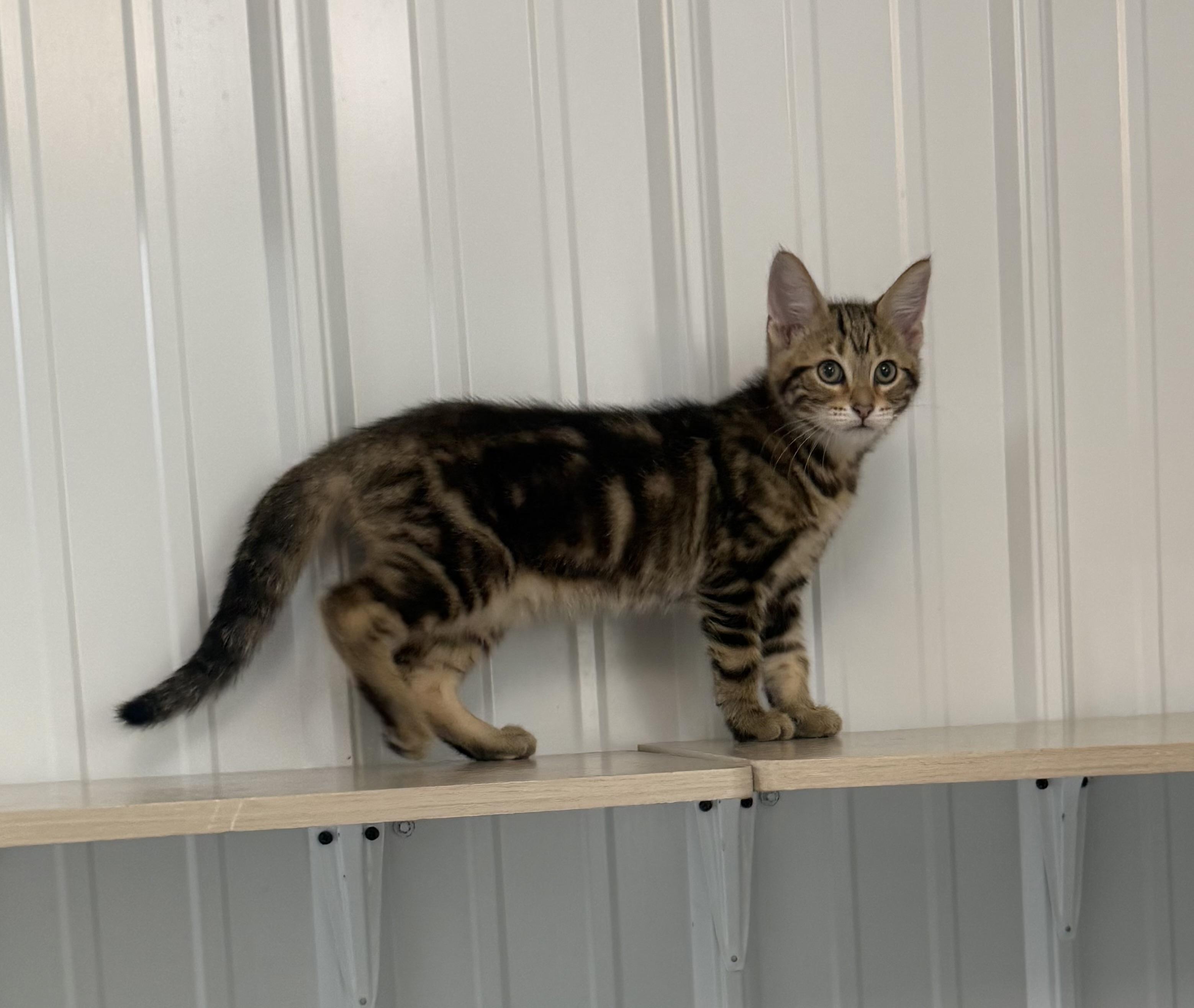 Pintel, a ADOPTABLE American Shorthair in Big Rapids, MI image 3/3
