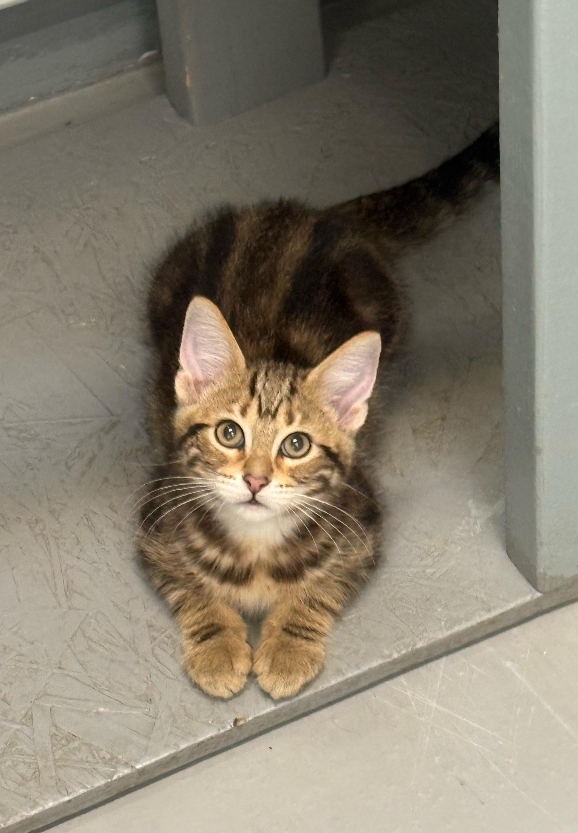 Pintel, ADOPTABLE, Young Male American Shorthair.