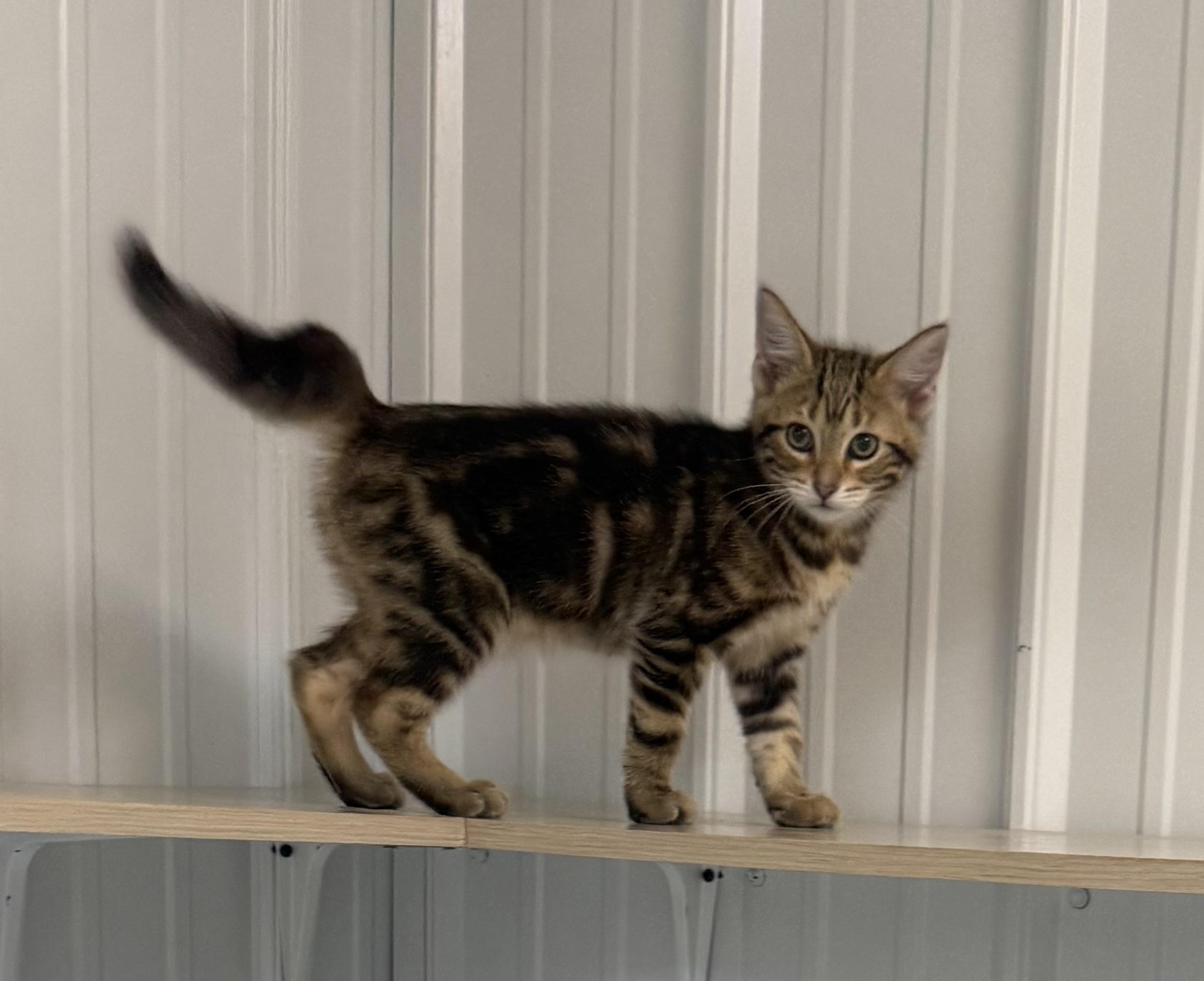 Pintel, a ADOPTABLE American Shorthair in Big Rapids, MI image 2/3