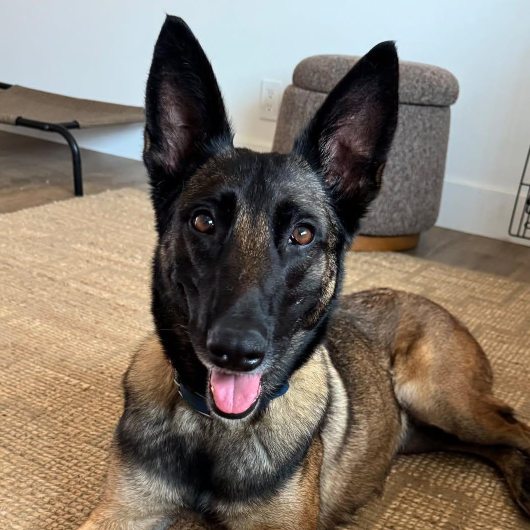 Zoey, Adoptable, Young Female Belgian Shepherd / Malinois.