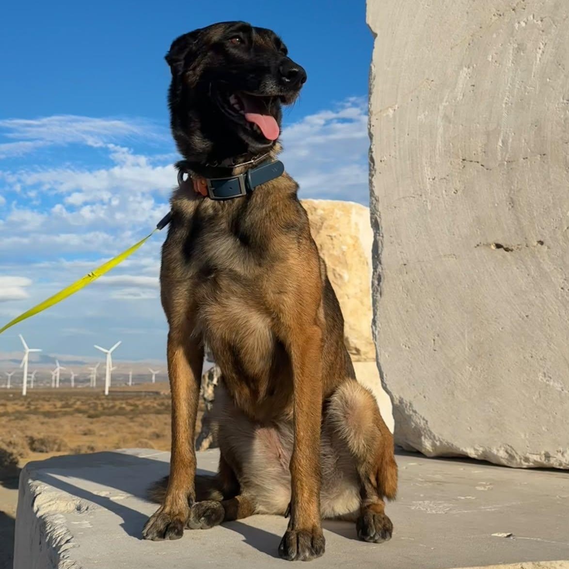 Enlarge Zoey, a Adoptable mixed breed in Whittier, CA image 2/6