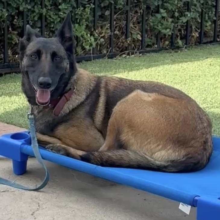 Enlarge Zoey, a Adoptable mixed breed in Whittier, CA image 3/6