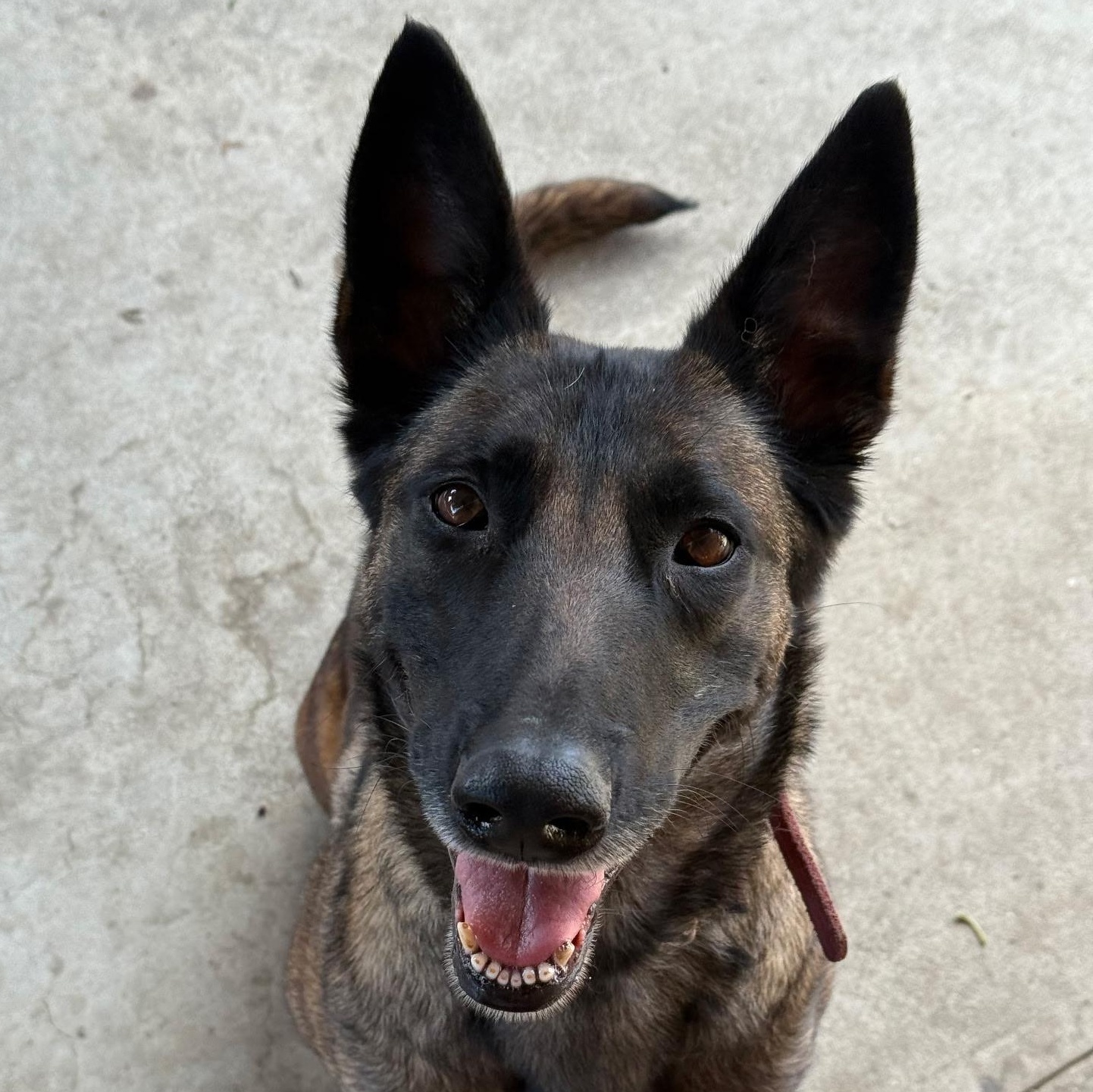 Enlarge Zoey, a Adoptable mixed breed in Whittier, CA image 6/6