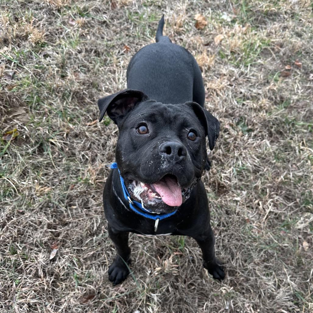 Brick (Bagel), Adoptable, Adult Male Pit Bull Terrier.