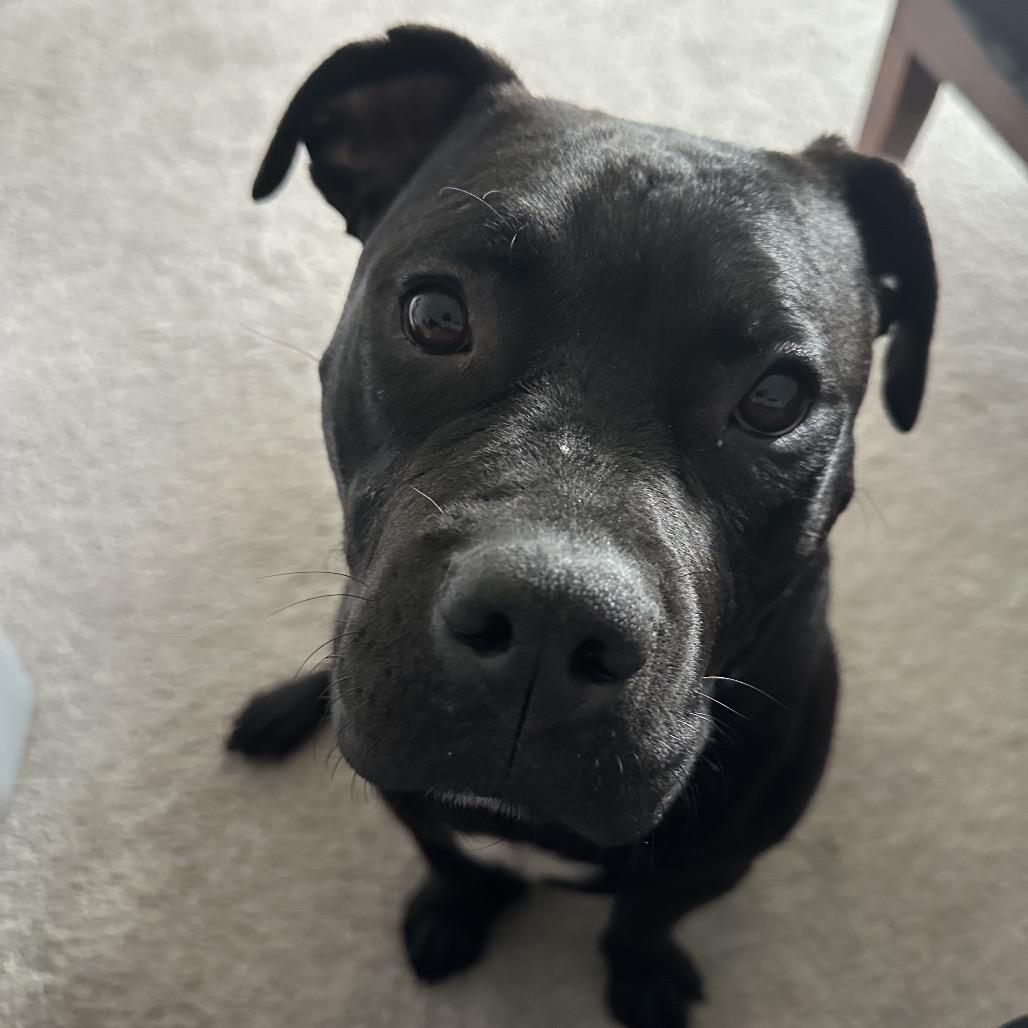 Enlarge Brick (Bagel), a Adoptable Pit Bull Terrier in Duck River, TN image 2/2