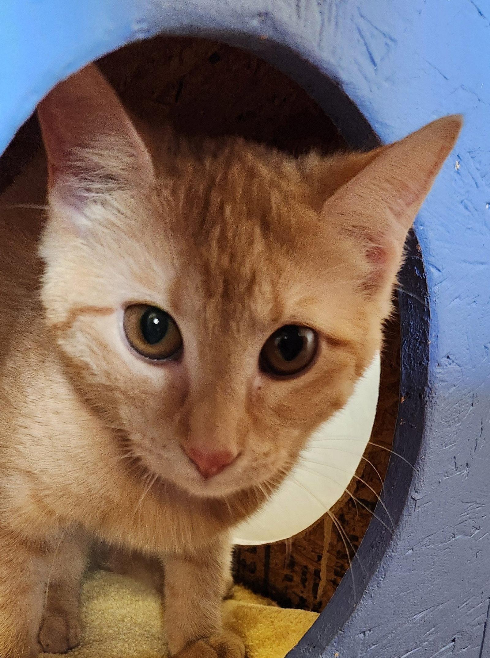 Orion, Adopted, Kitten Female American Shorthair & Tabby.