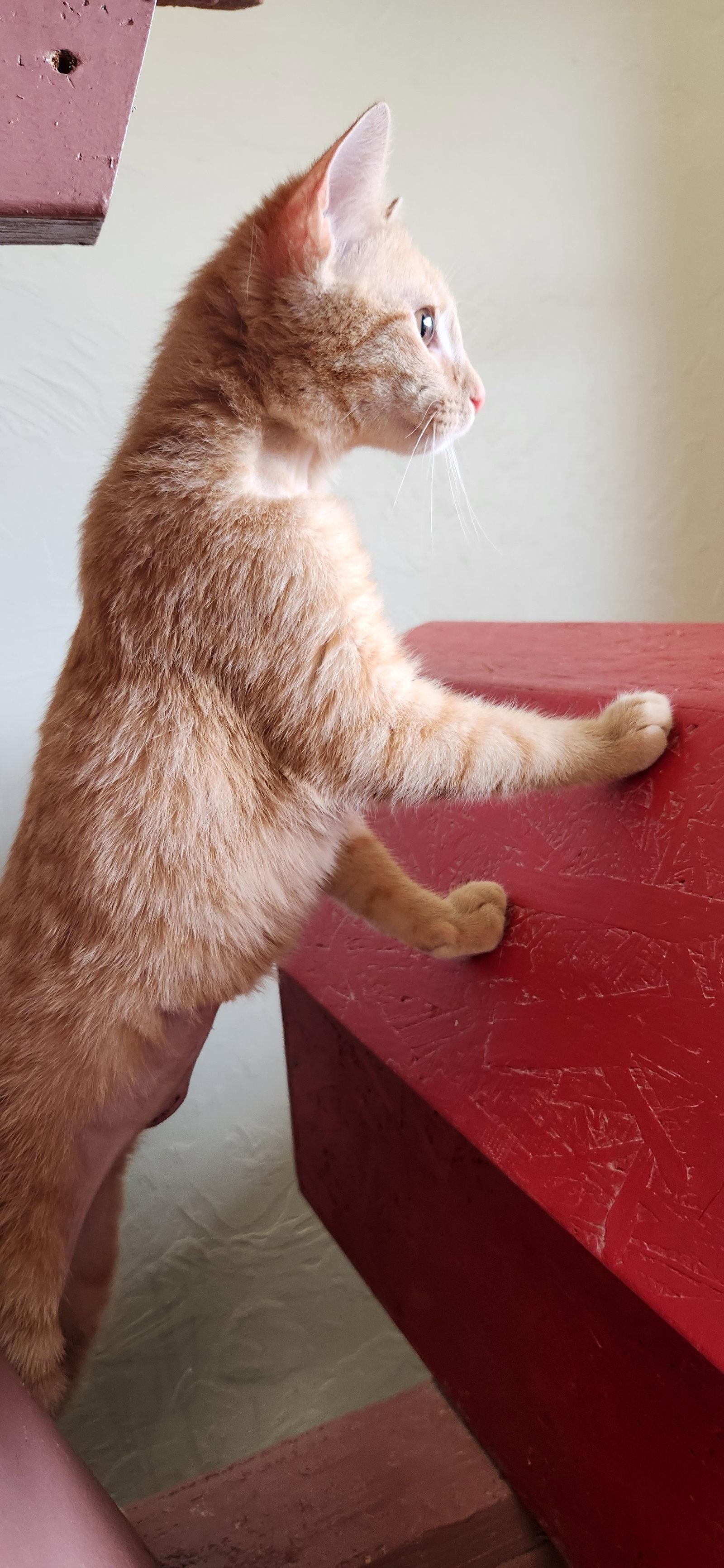 Orion, a Adopted mixed breed in Clinton, OK image 3/3