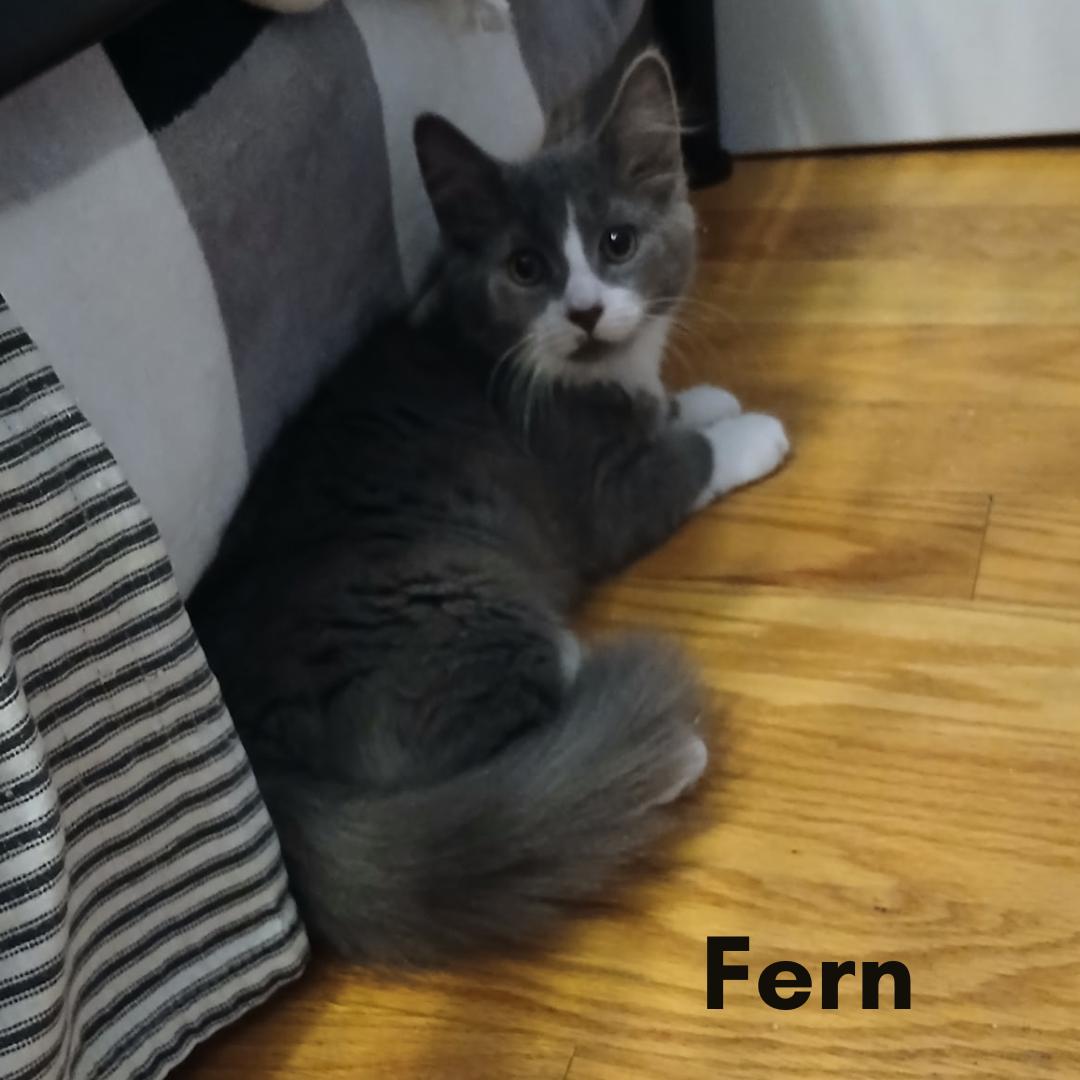 Fern, a ADOPTABLE Domestic Medium Hair in New Haven, CT image 1/2