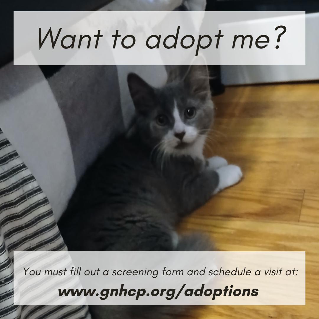 Fern, a ADOPTABLE Domestic Medium Hair in New Haven, CT image 2/2