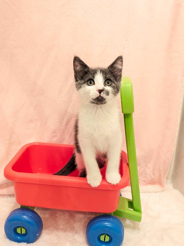 Kermit, Adoptable, Kitten Male Domestic Medium Hair.