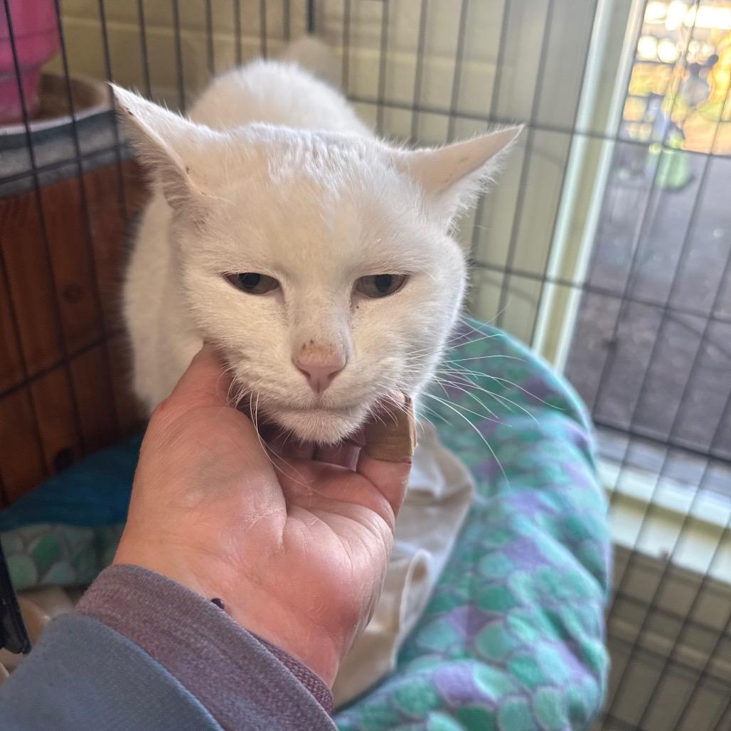 Snow, a Adoptable Domestic Short Hair in Grand Junction, CO image 1/2