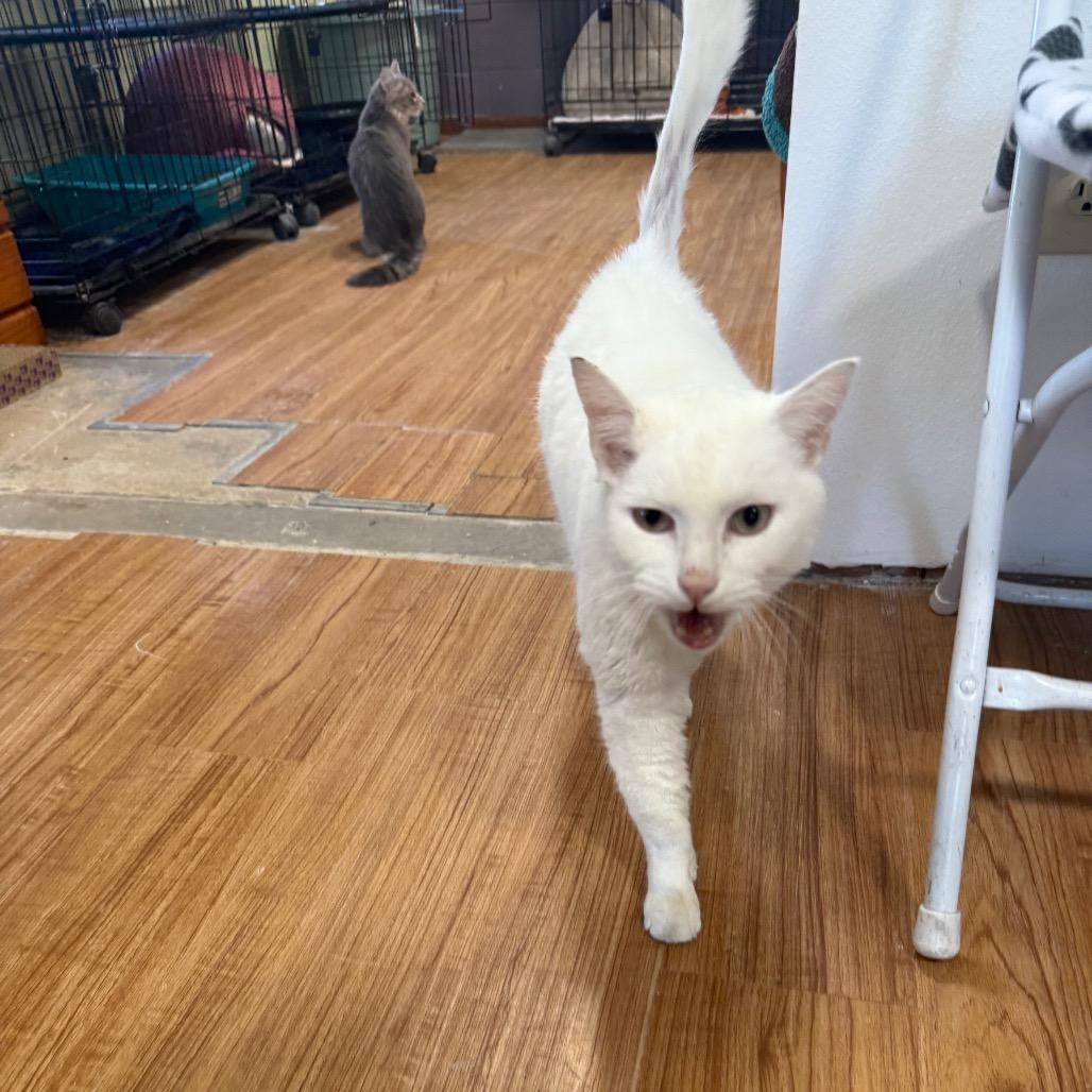 Snow, a Adoptable Domestic Short Hair in Grand Junction, CO image 2/2