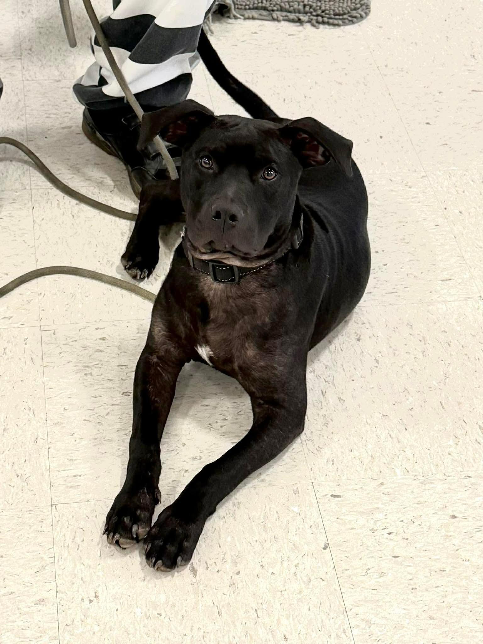 Enlarge Tony , a ADOPTABLE mixed breed in South Amboy, NJ image 3/4