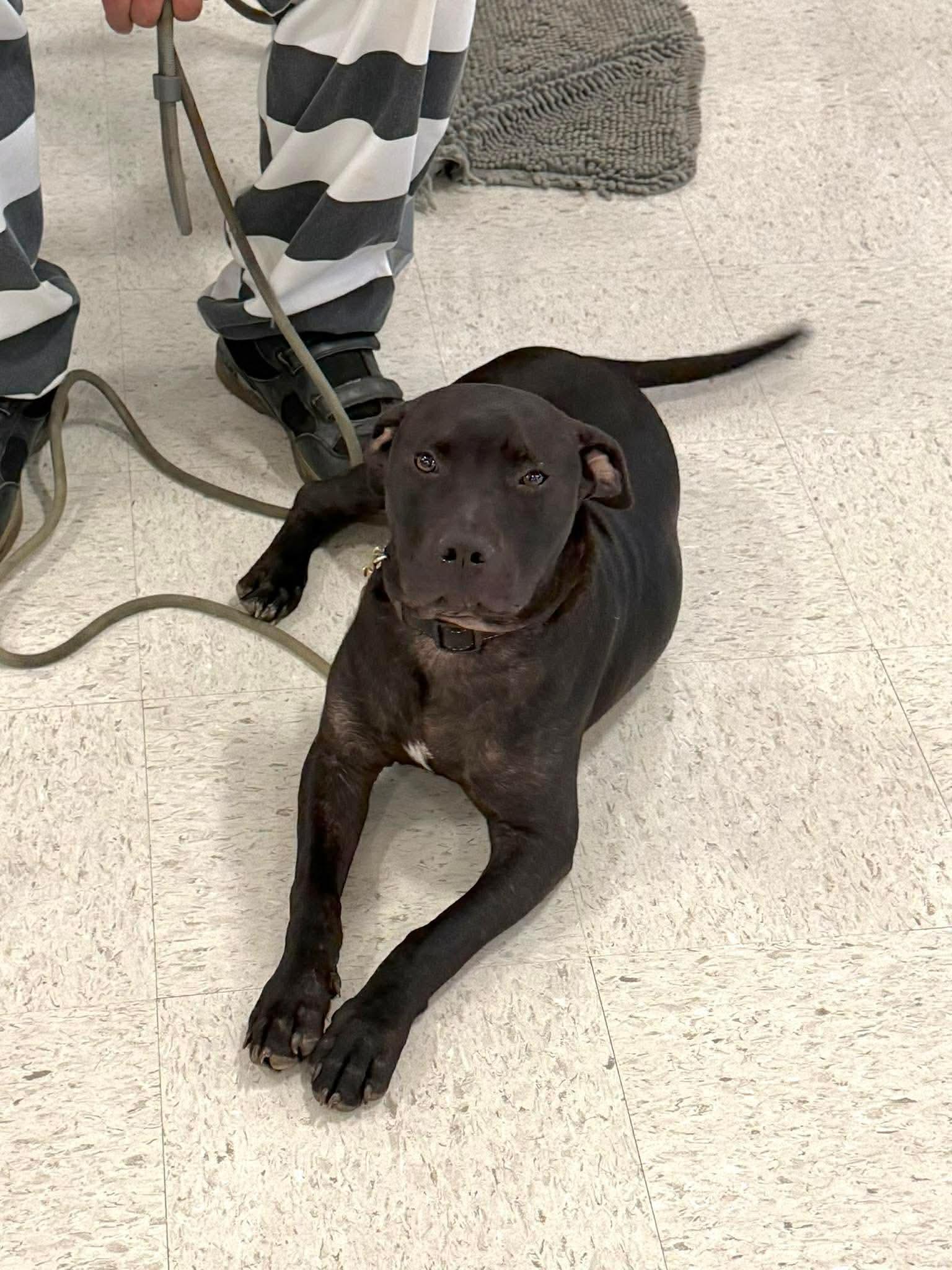 Enlarge Tony , a ADOPTABLE mixed breed in South Amboy, NJ image 4/4