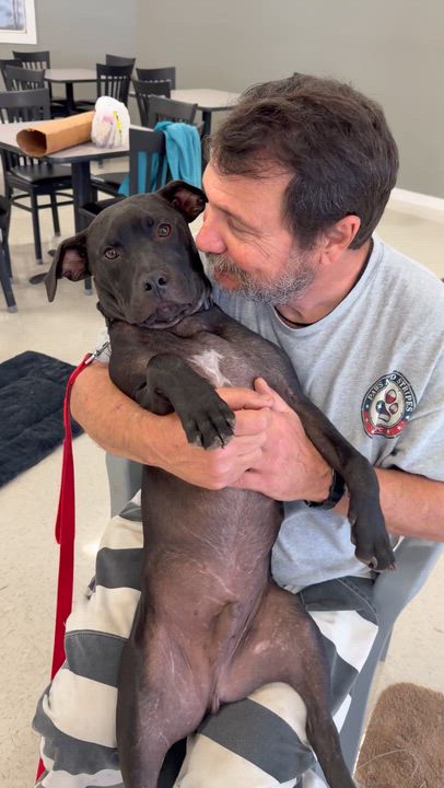 Enlarge Tony , a ADOPTABLE mixed breed in South Amboy, NJ video 2/4