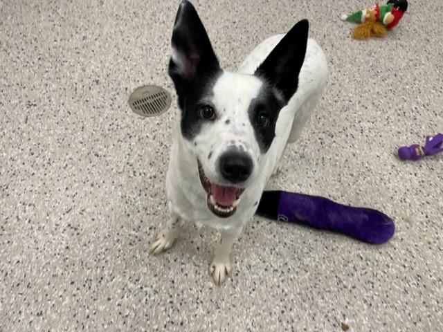 DIXIE, Adoptable, Adult Female Australian Cattle Dog / Blue Heeler.