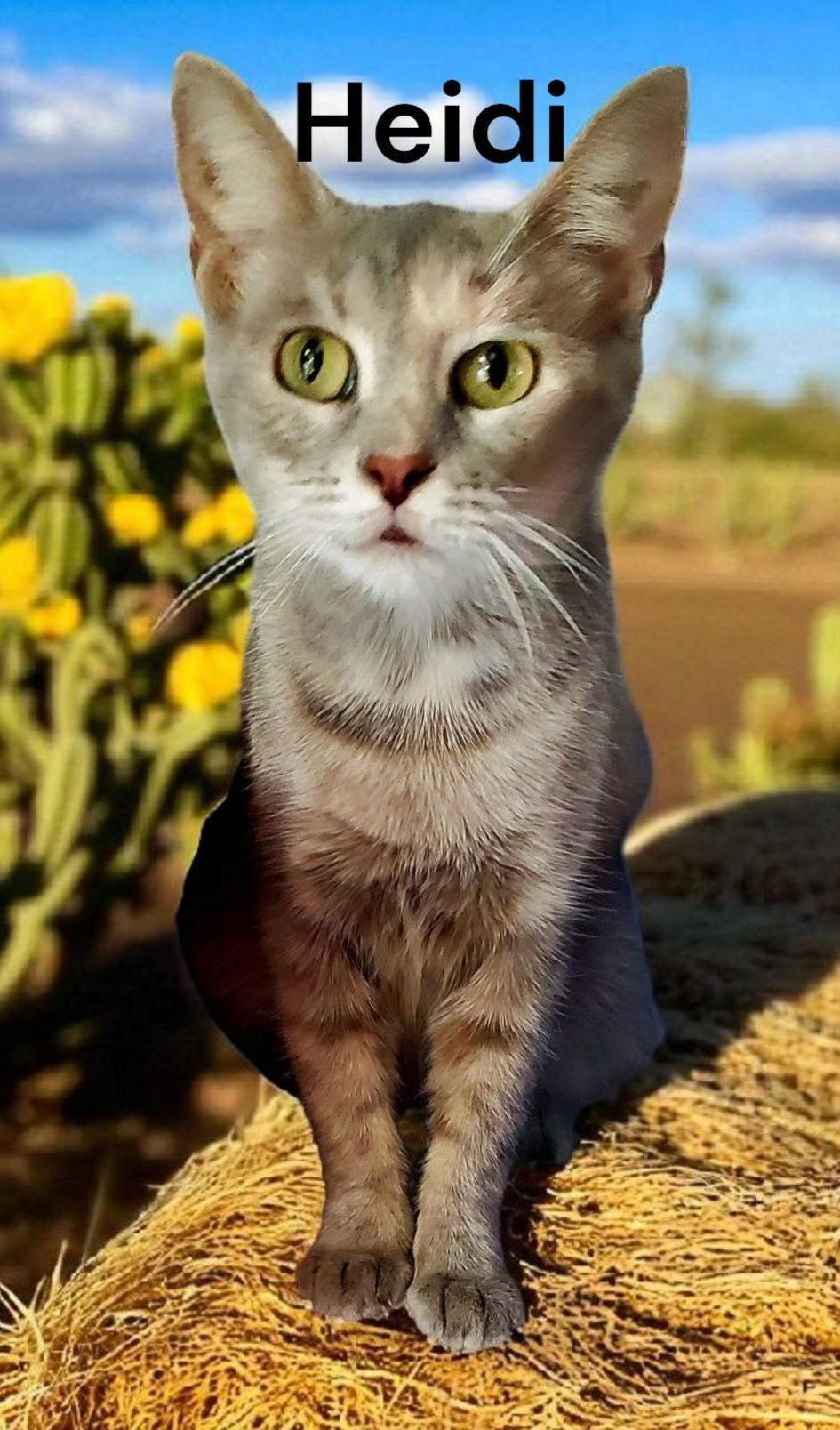 Heidi, Adoptable, Adult Female Dilute Tortoiseshell.