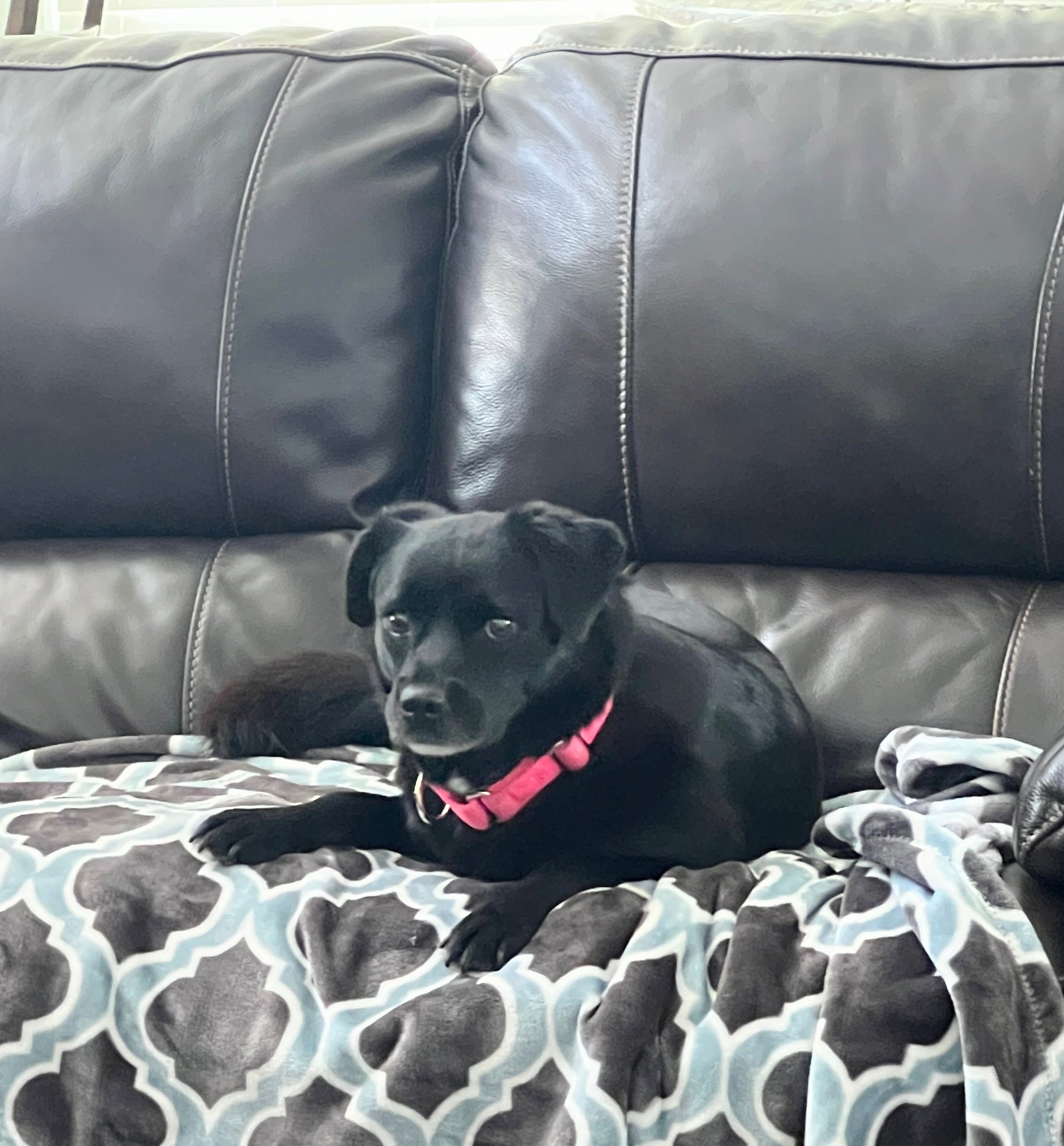 Waffles, a Adoptable mixed breed in Spring, TX image 1/5